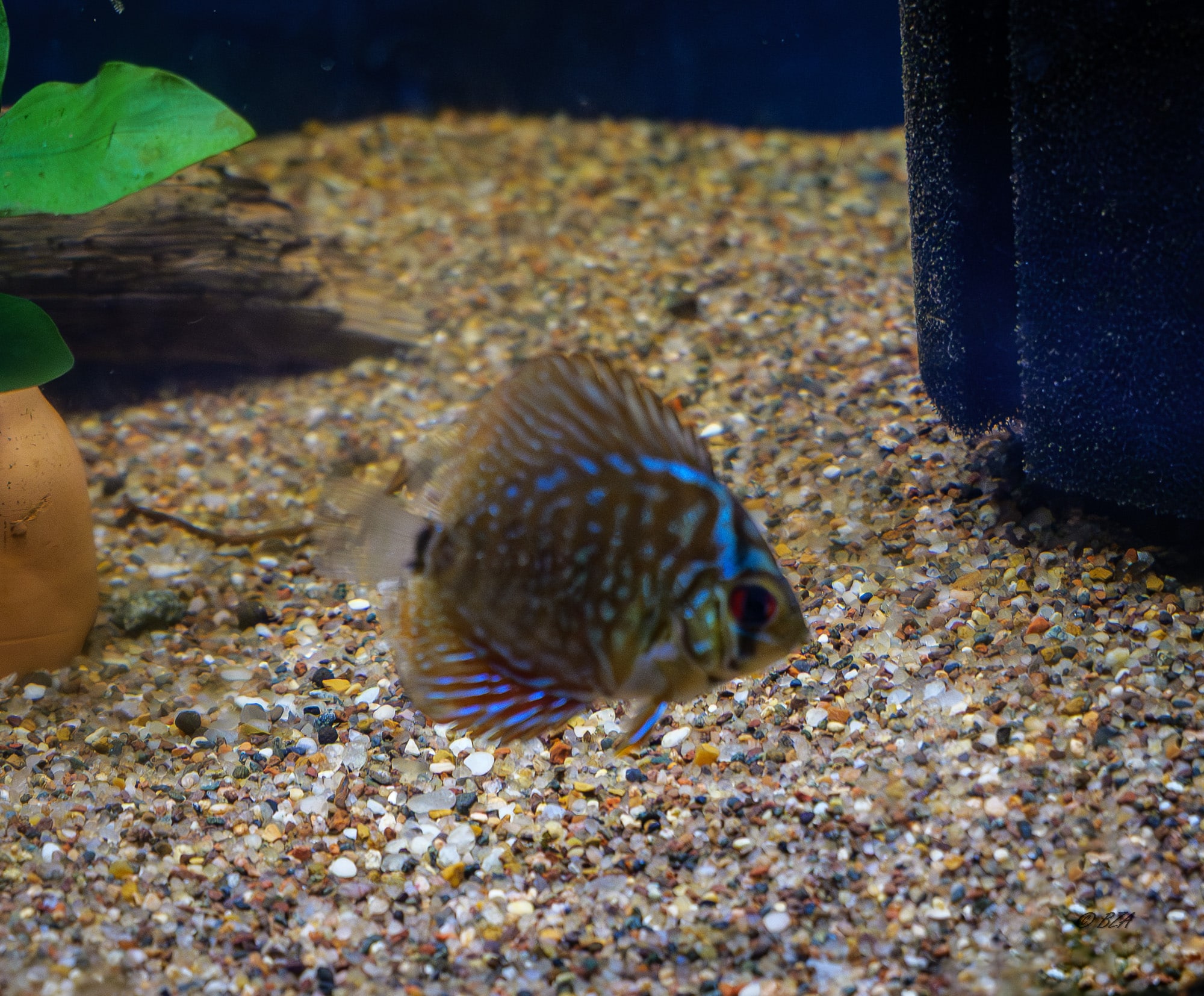 Red Turquoise Discus Symphysodon aequifasciatus