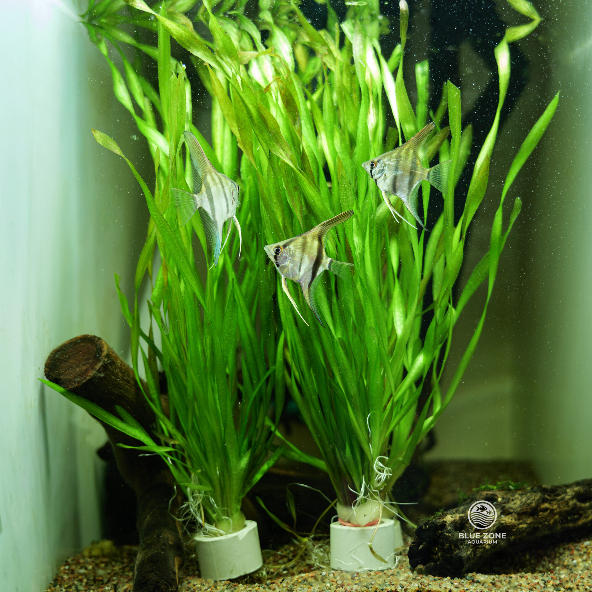 Vallisneria Contortionist (Vallisneria contortionist)
