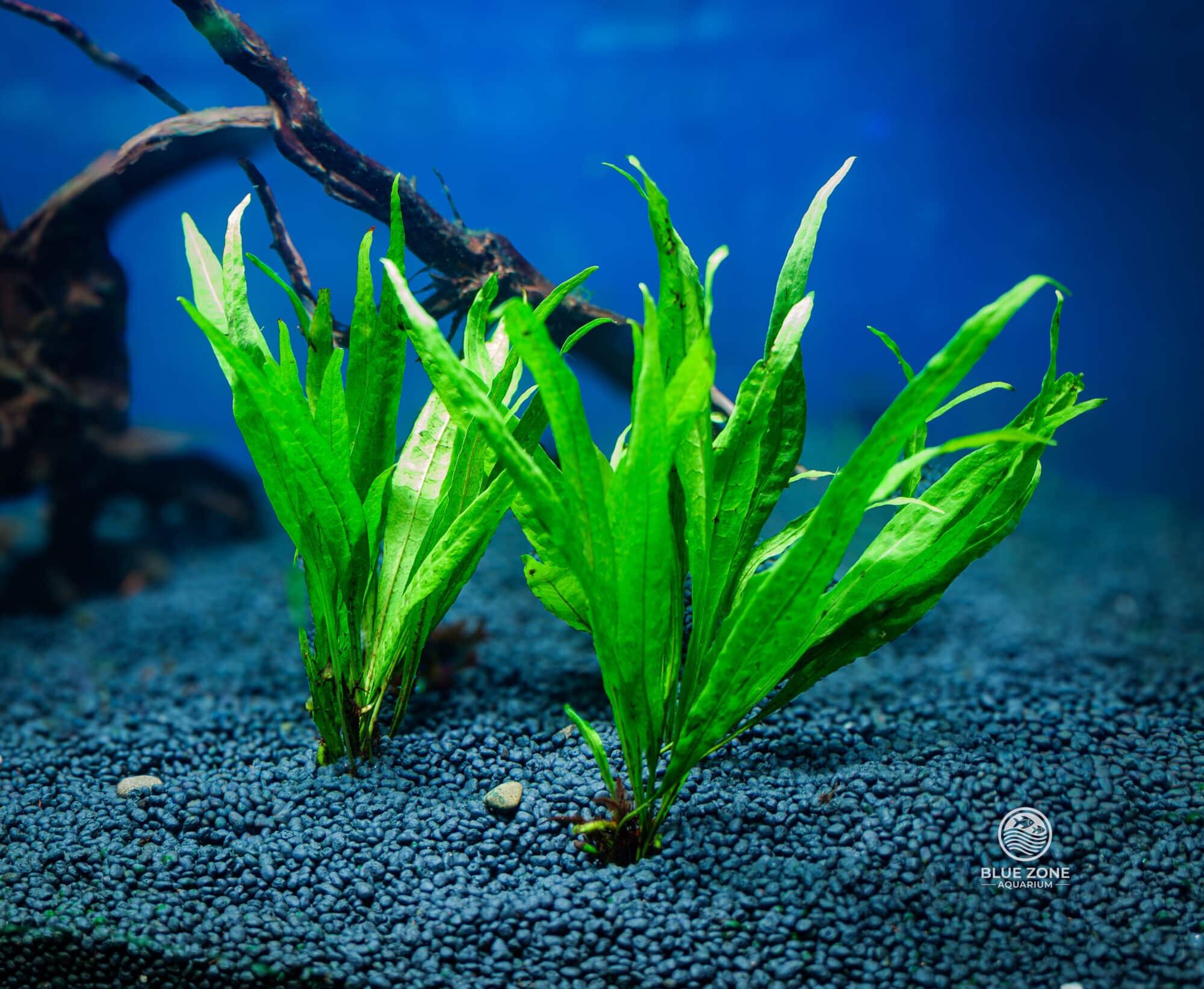 Java Fern ‘Narrow’ (Microsorum pteropus ‘Narrow’)