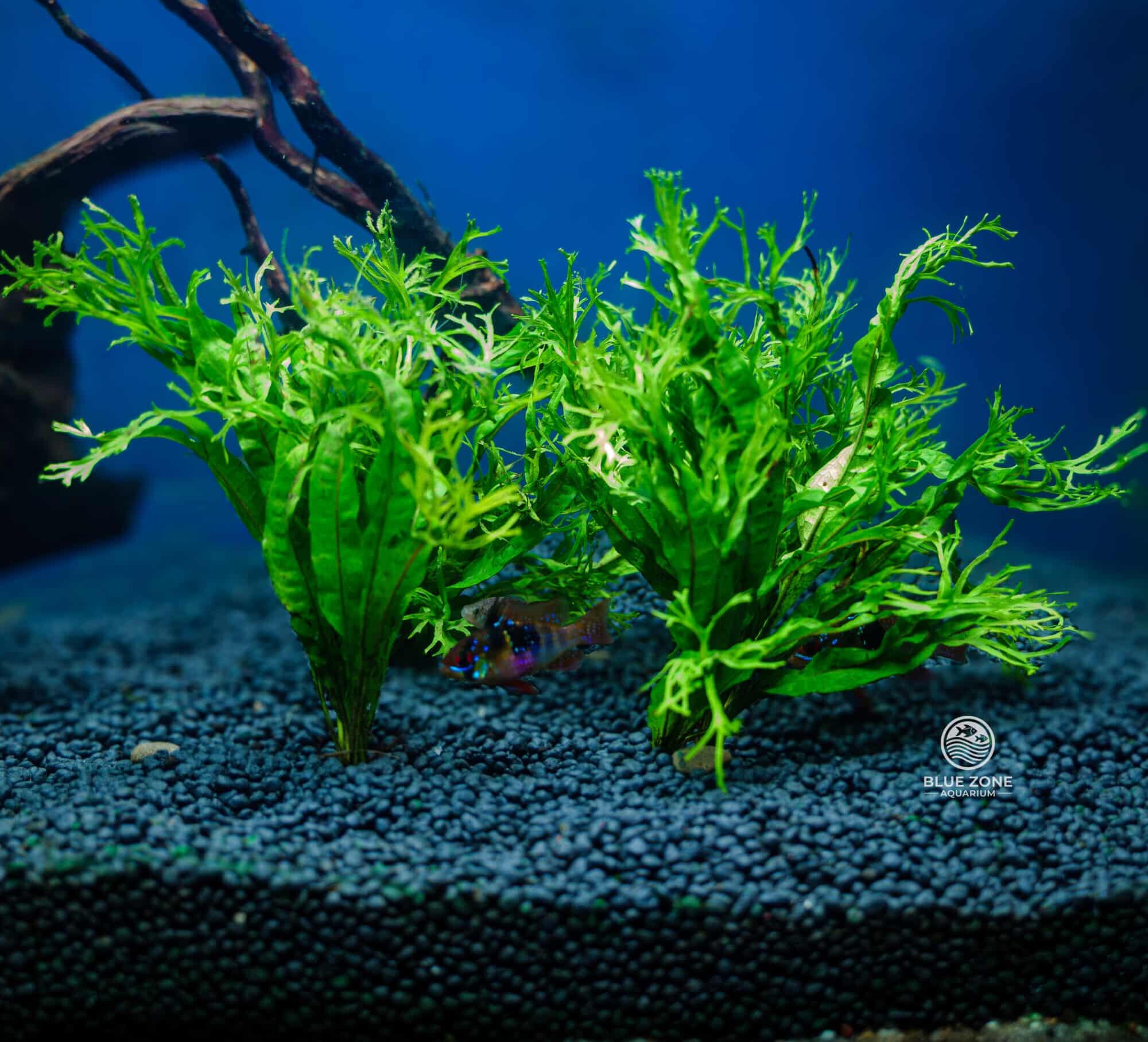 Java Fern ‘Windelov’ (Microsorum pteropus ‘Windelov’)
