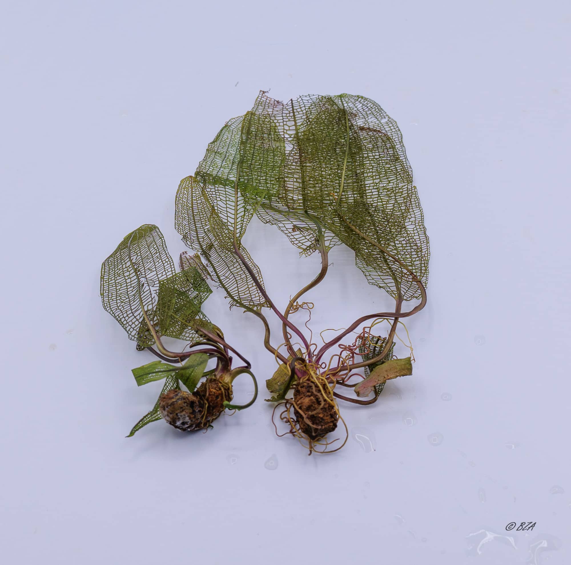 Lace Leaf Aponogeton madagascariensis