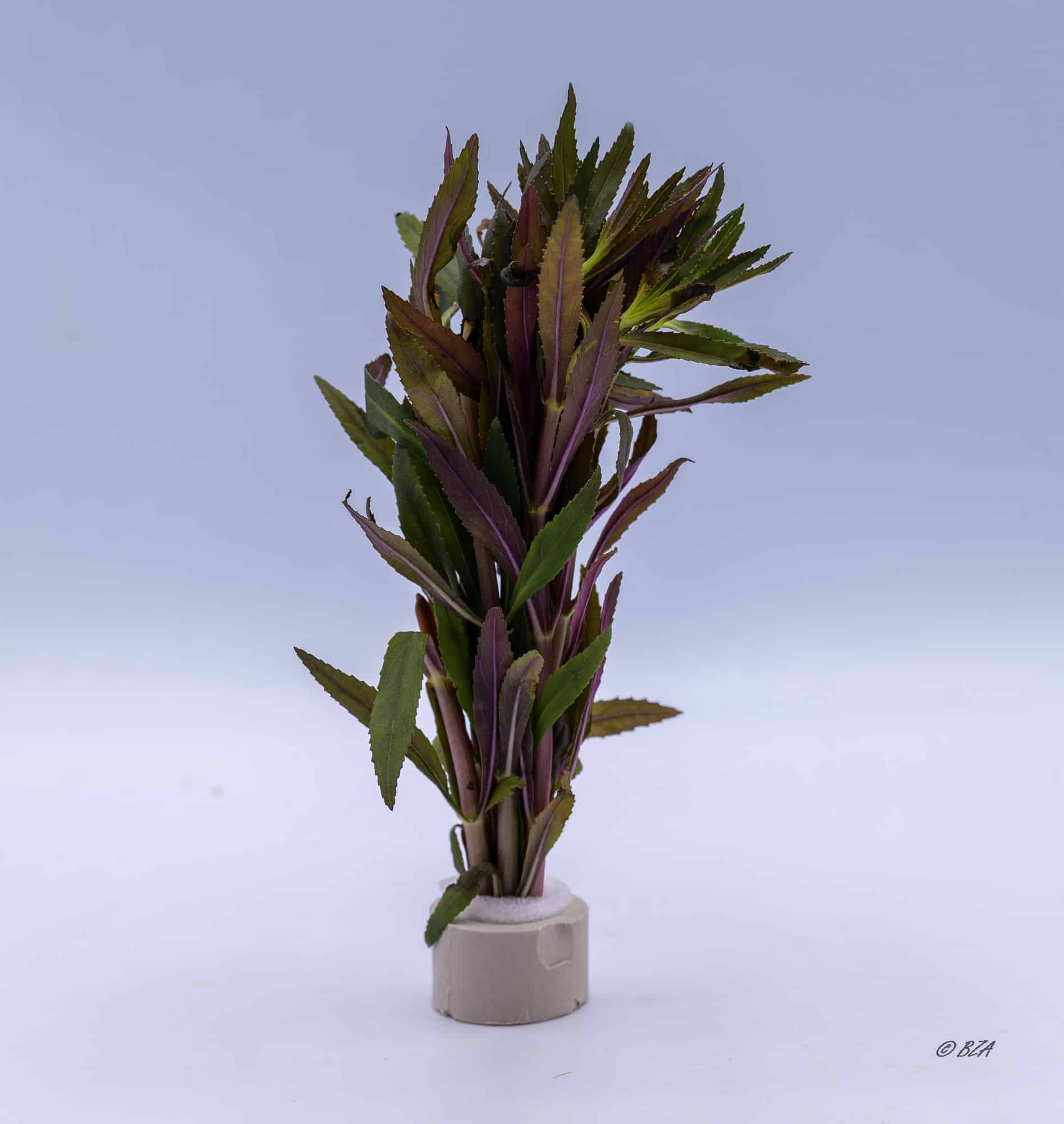 Limnophila aromatica (Limnophila aromatica)