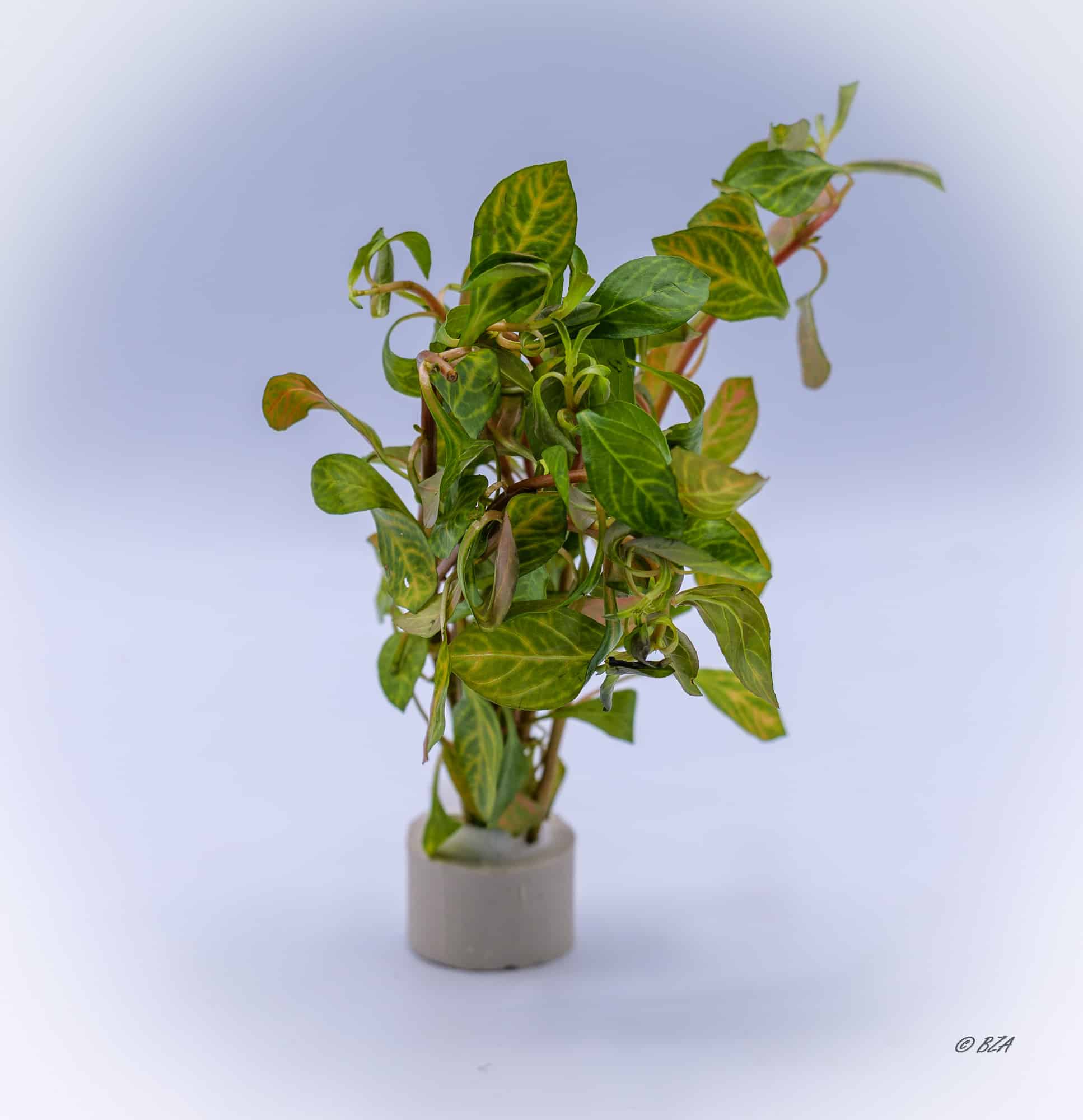 Ludwigia repens ‘Atlantis’ (Ludwigia sp. ‘Atlas’)