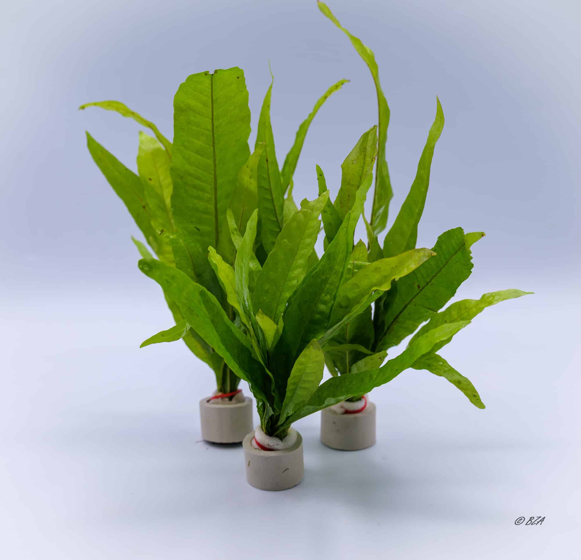 Red Java Fern (Microsorum pteropus ‘Red’)