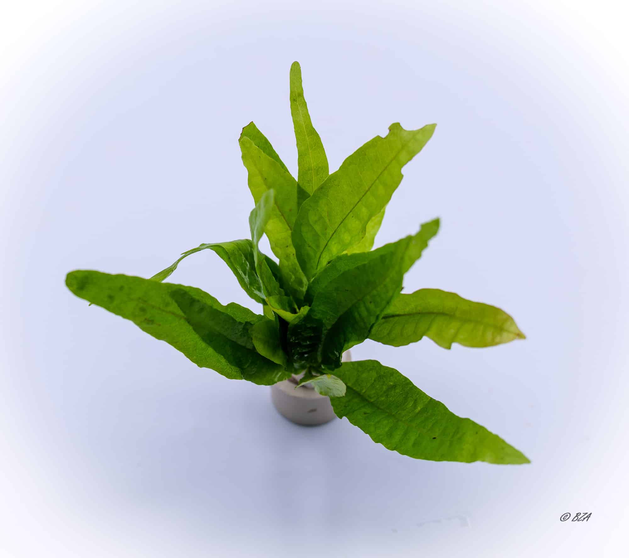 Red Java Fern (Microsorum pteropus ‘Red’) - Image 2