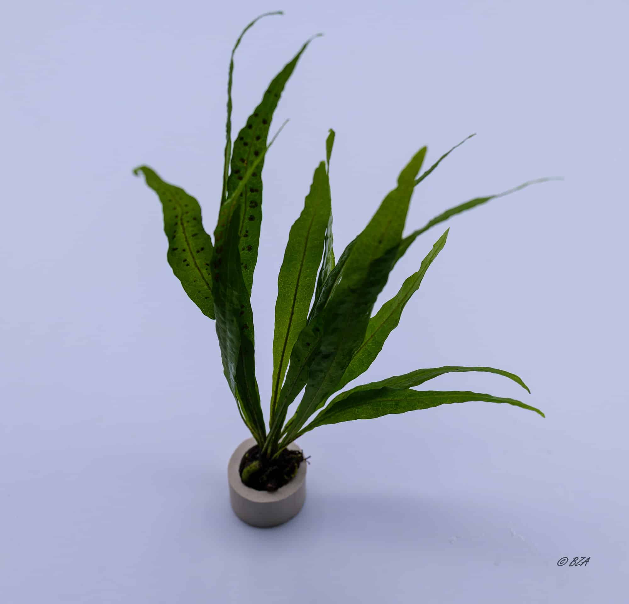 Narrow leaf Java Fern in ceramic ring