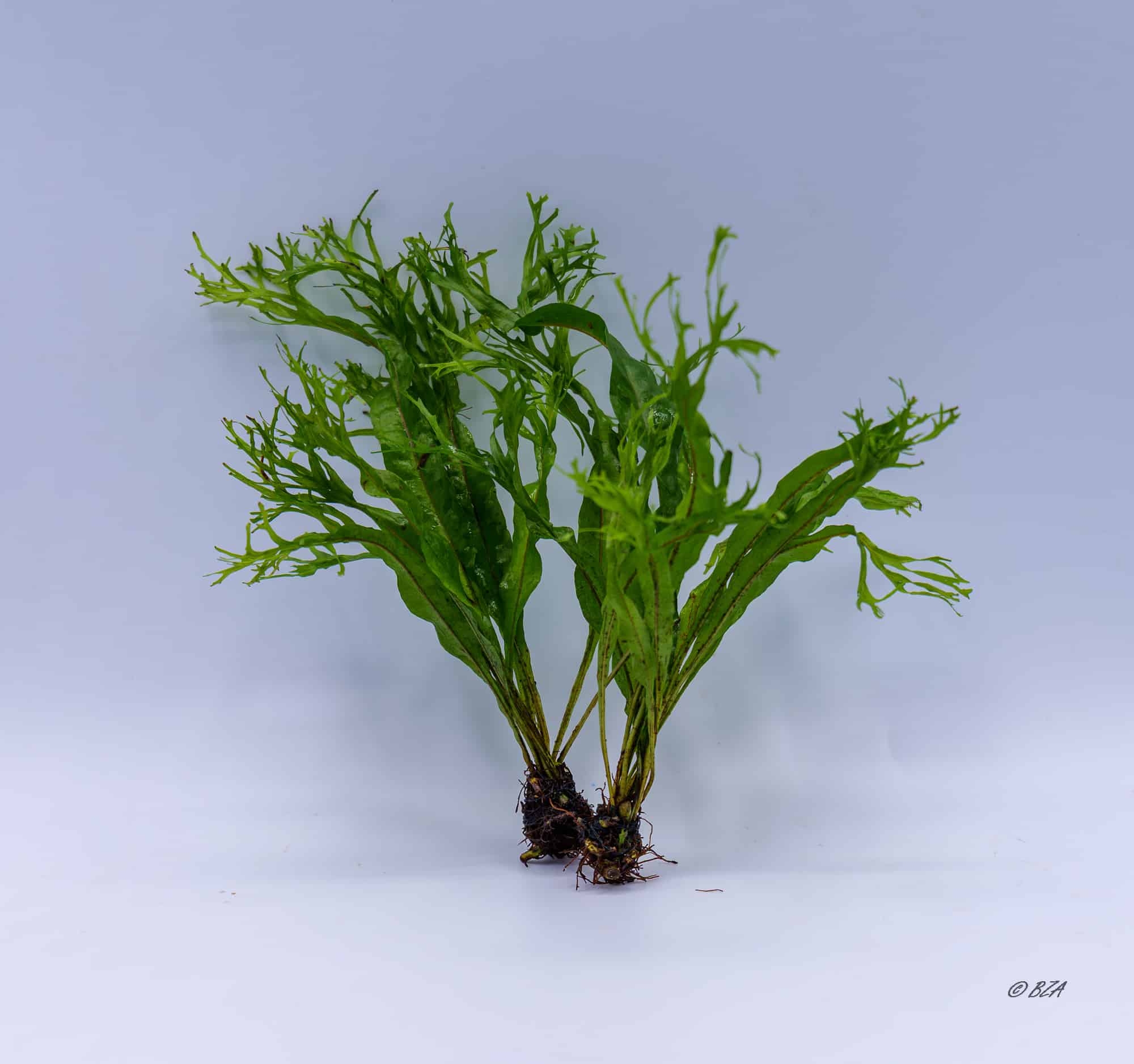 Java Fern ‘Windelov’ (Microsorum pteropus ‘Windelov’)