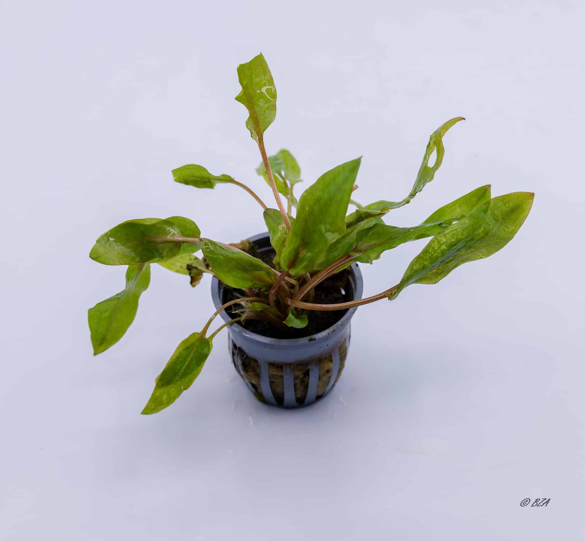 Red Cryptocoryne wendtii (Cryptocoryne wendtii ‘Red’)