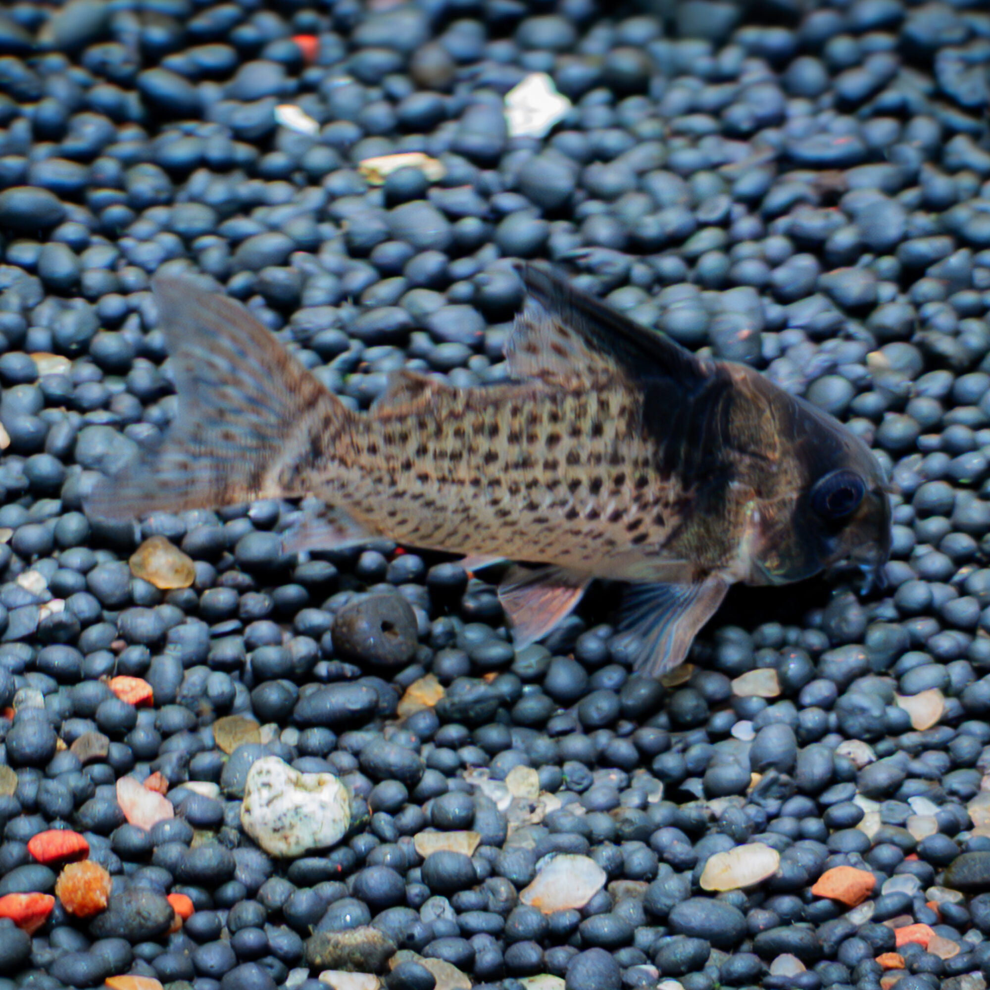 Cory Wotroi  Corydoras sp. CW27 (Wild)