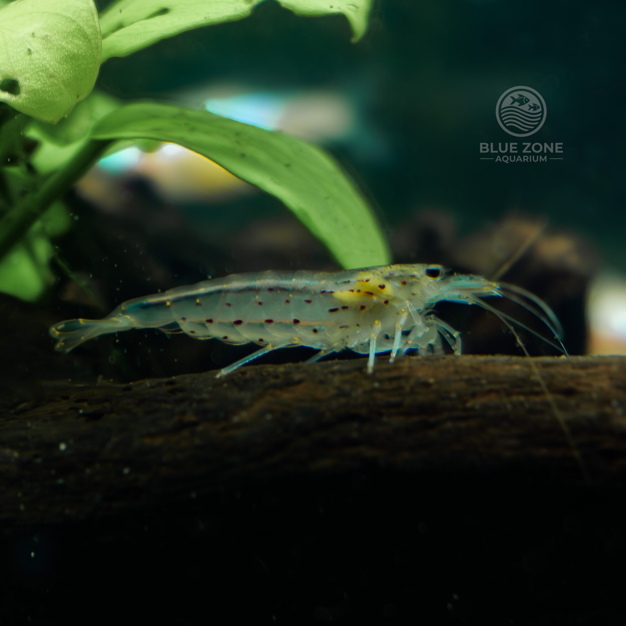Amano Shrimp  Caridina multidentata
