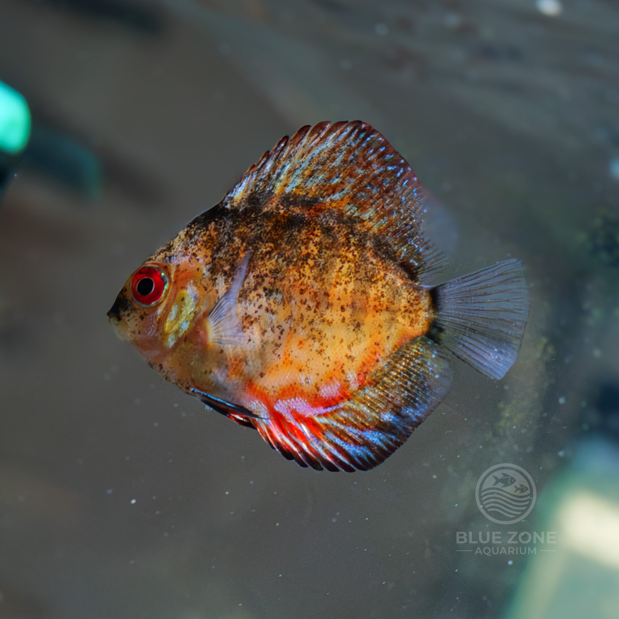 Golden Pigeon Hybrid Discus (Symphysodon aequifasciatus)