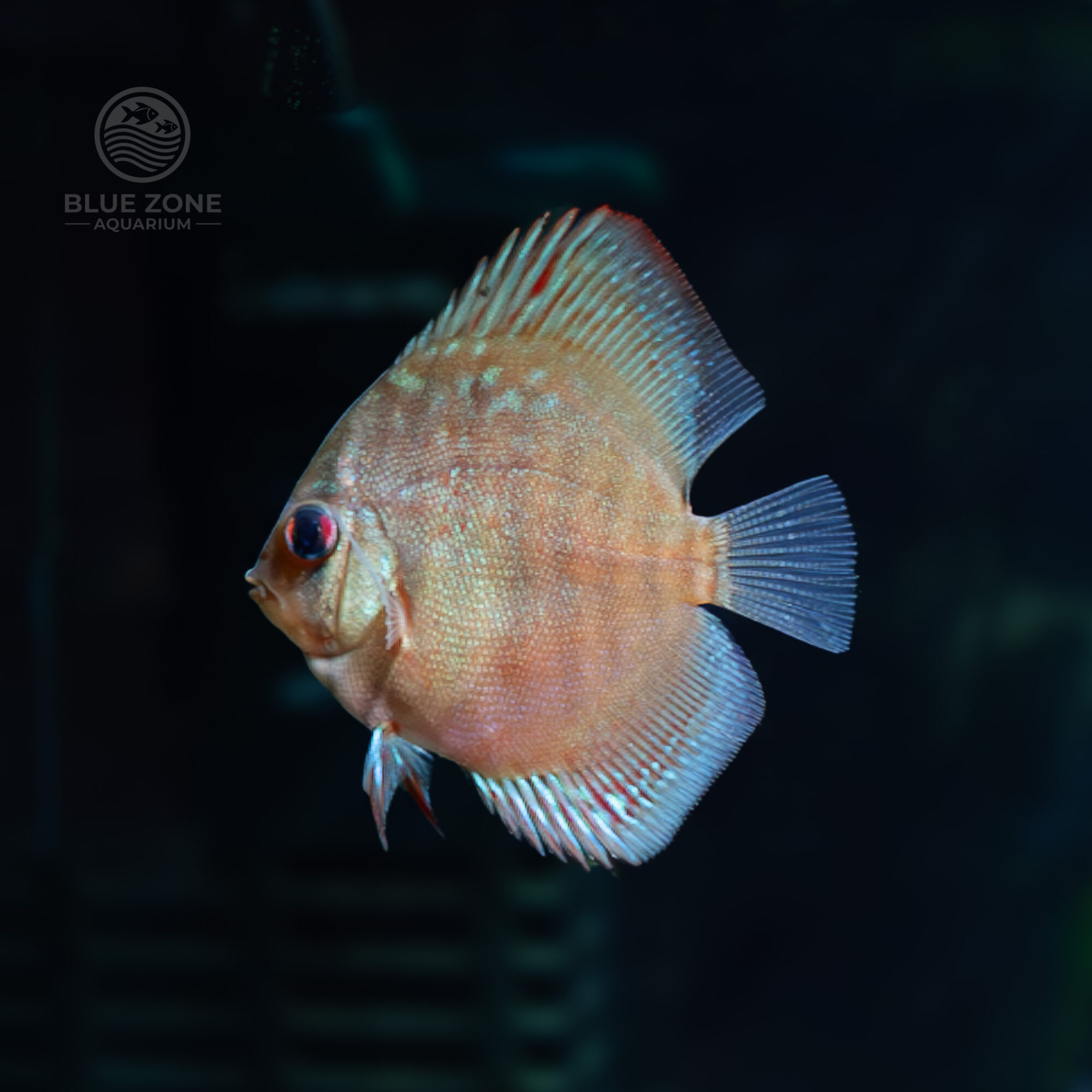 Red Turquoise Discus Symphysodon aequifasciatus