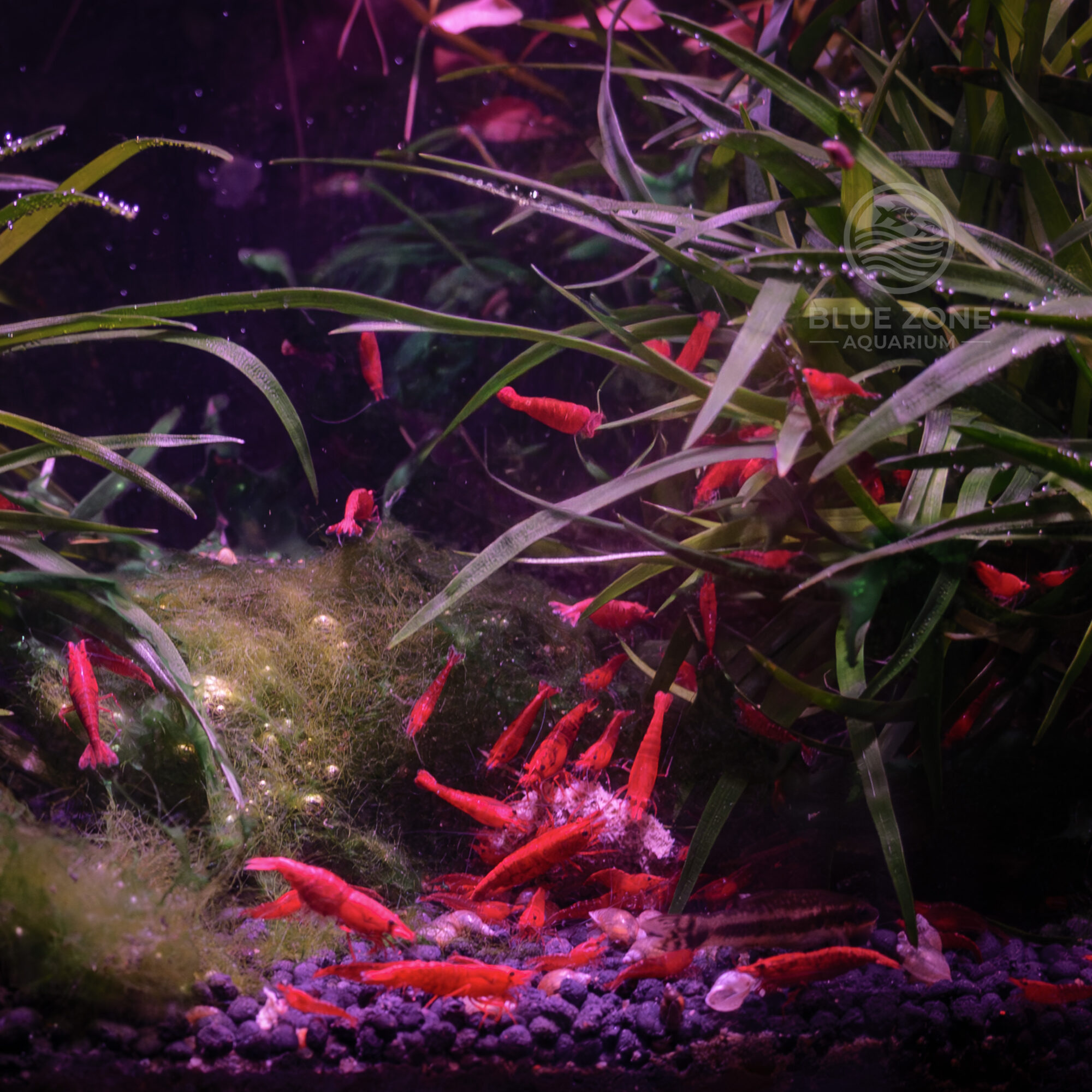 Cherry Red Shrimp – Grade A