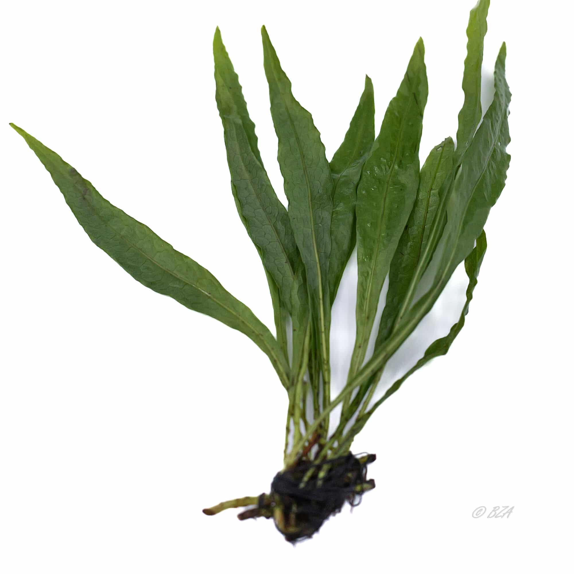 Narrow Leaf Java Fern
