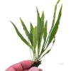 Java Fern Narrow attached to rhizome, held in hand showing long, thin green leaves and healthy root structure on white background