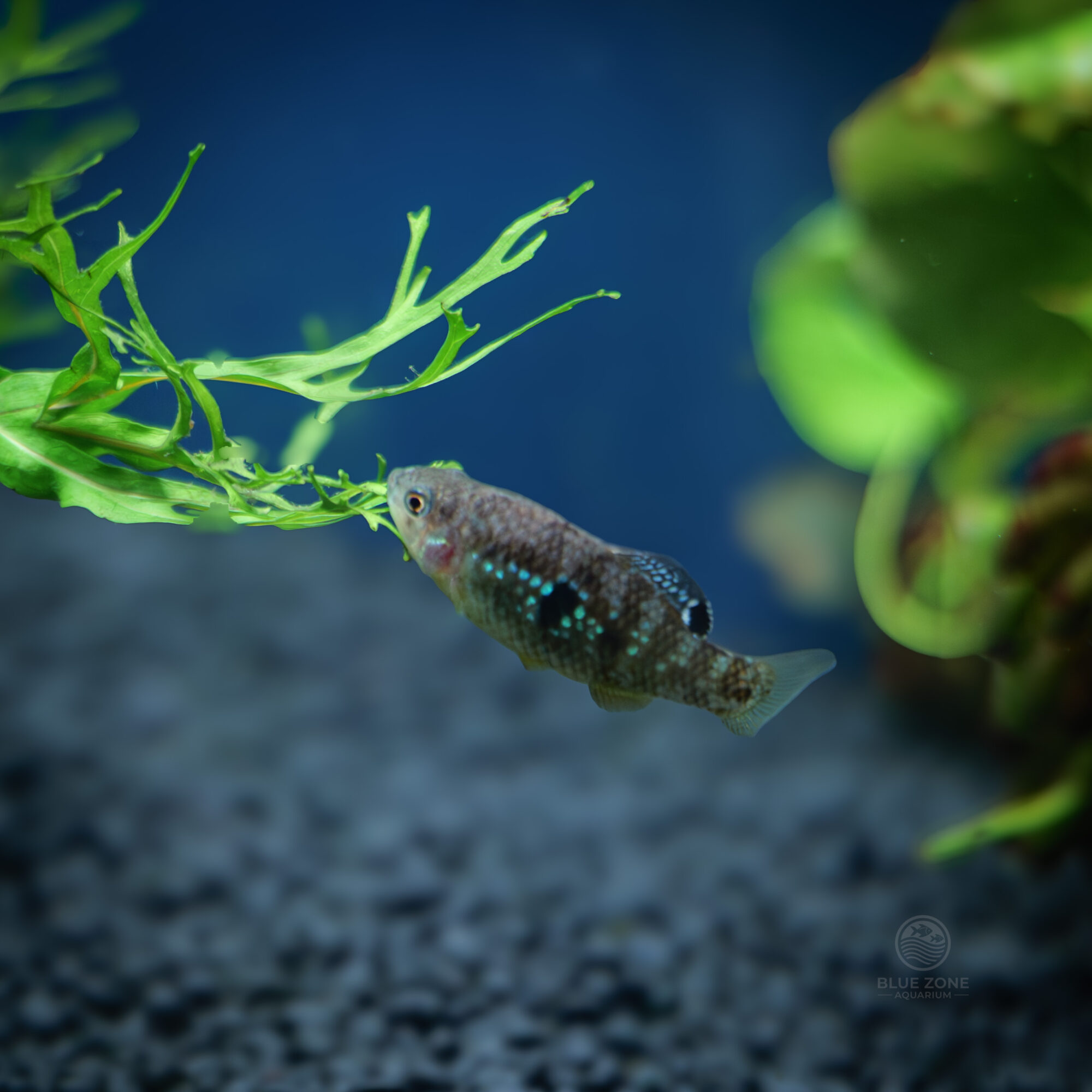Florida Flagfish (Jordanella floridae)