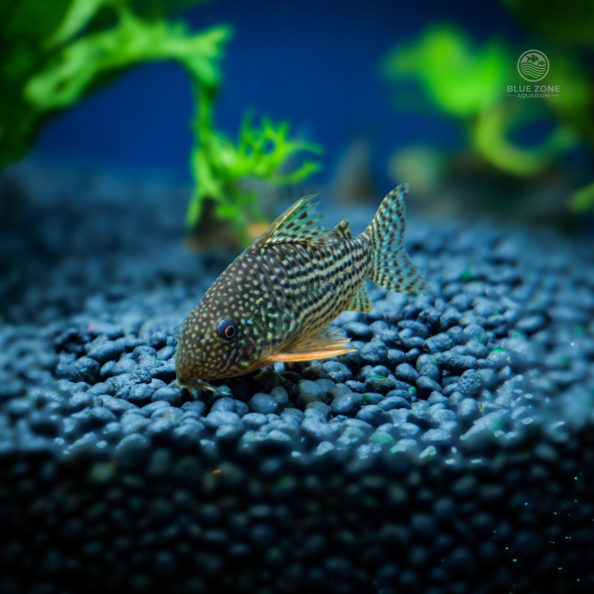 Corydoras (sterbai)