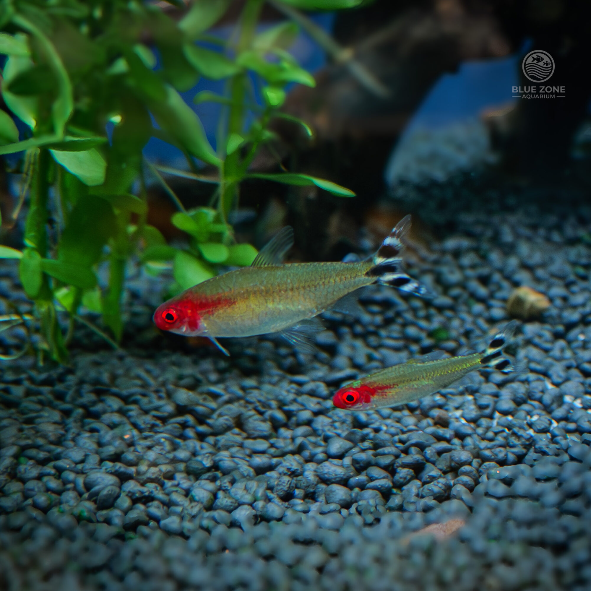 Rummy Nose Tetra (Hemigrammus rhodostomus)