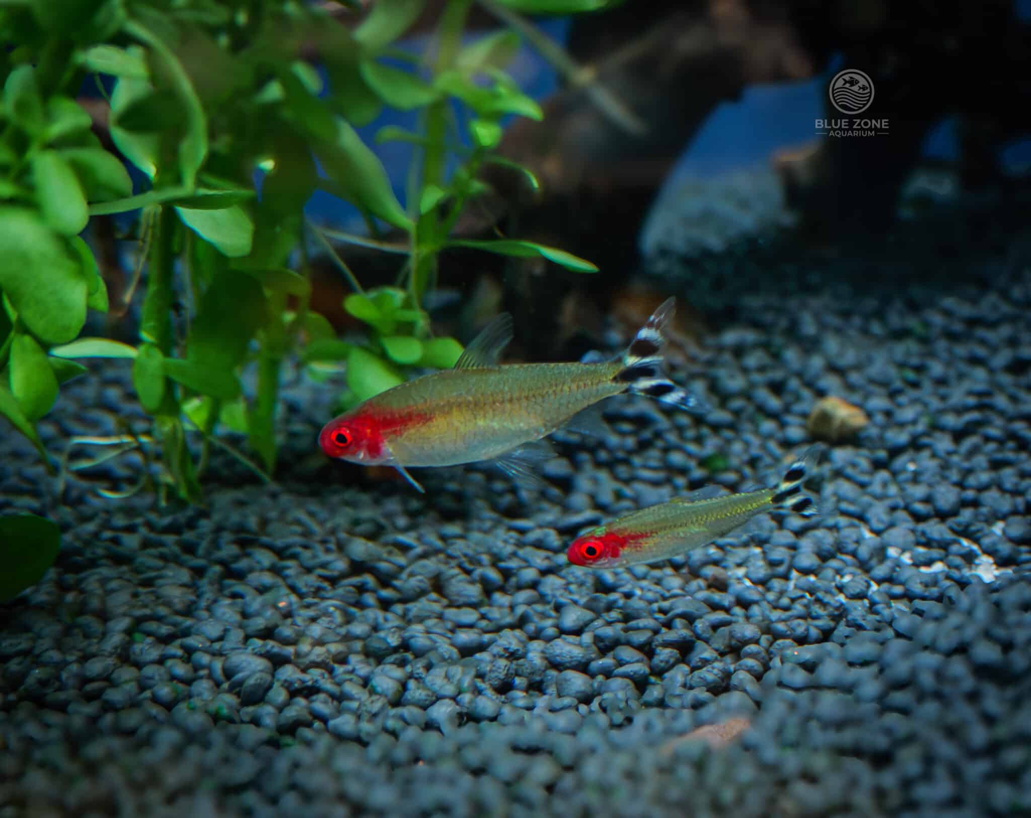 Rummy nose tetra schooling over dark gravel in a planted freshwater aquarium