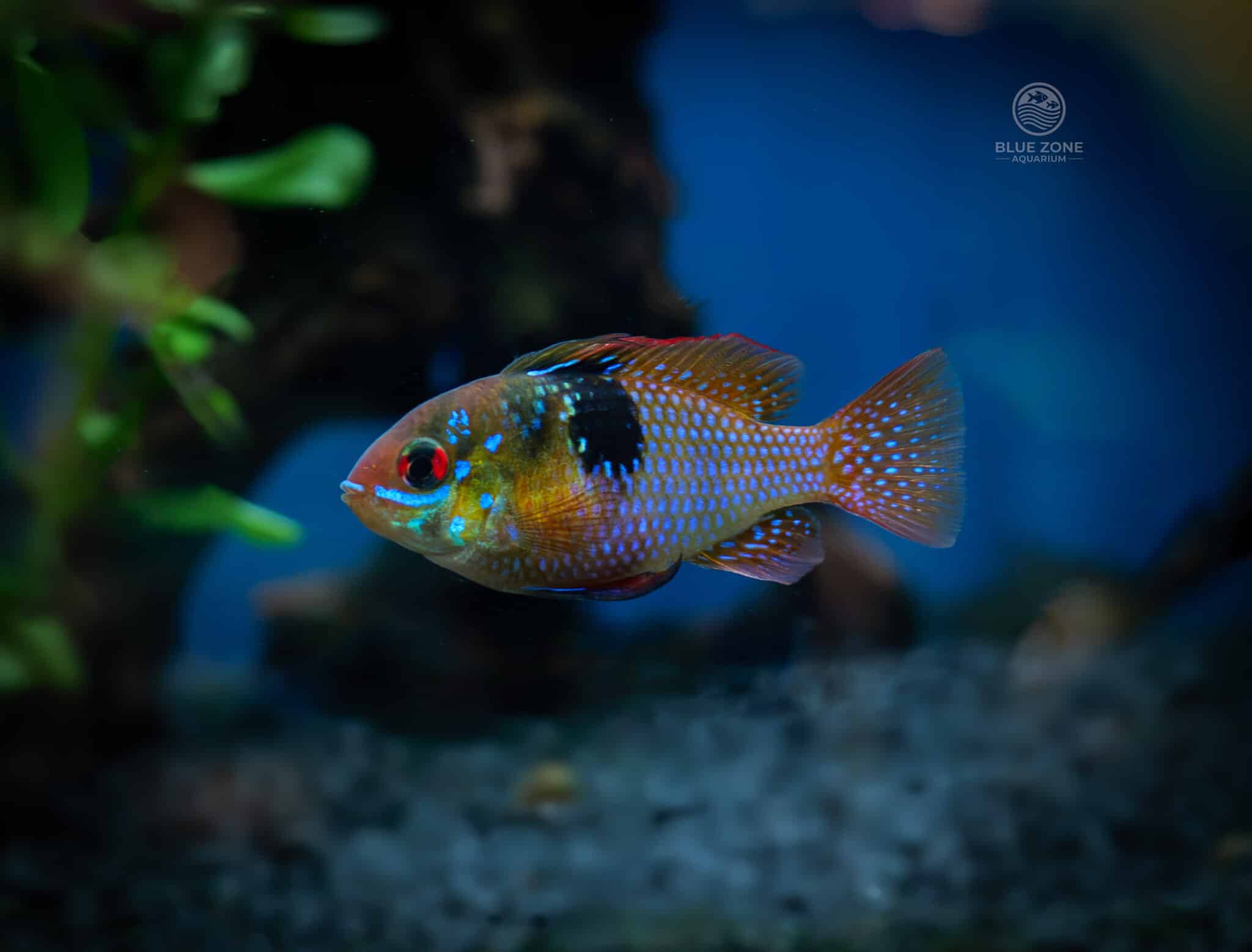 Beautiful German blue Ram in a planted
