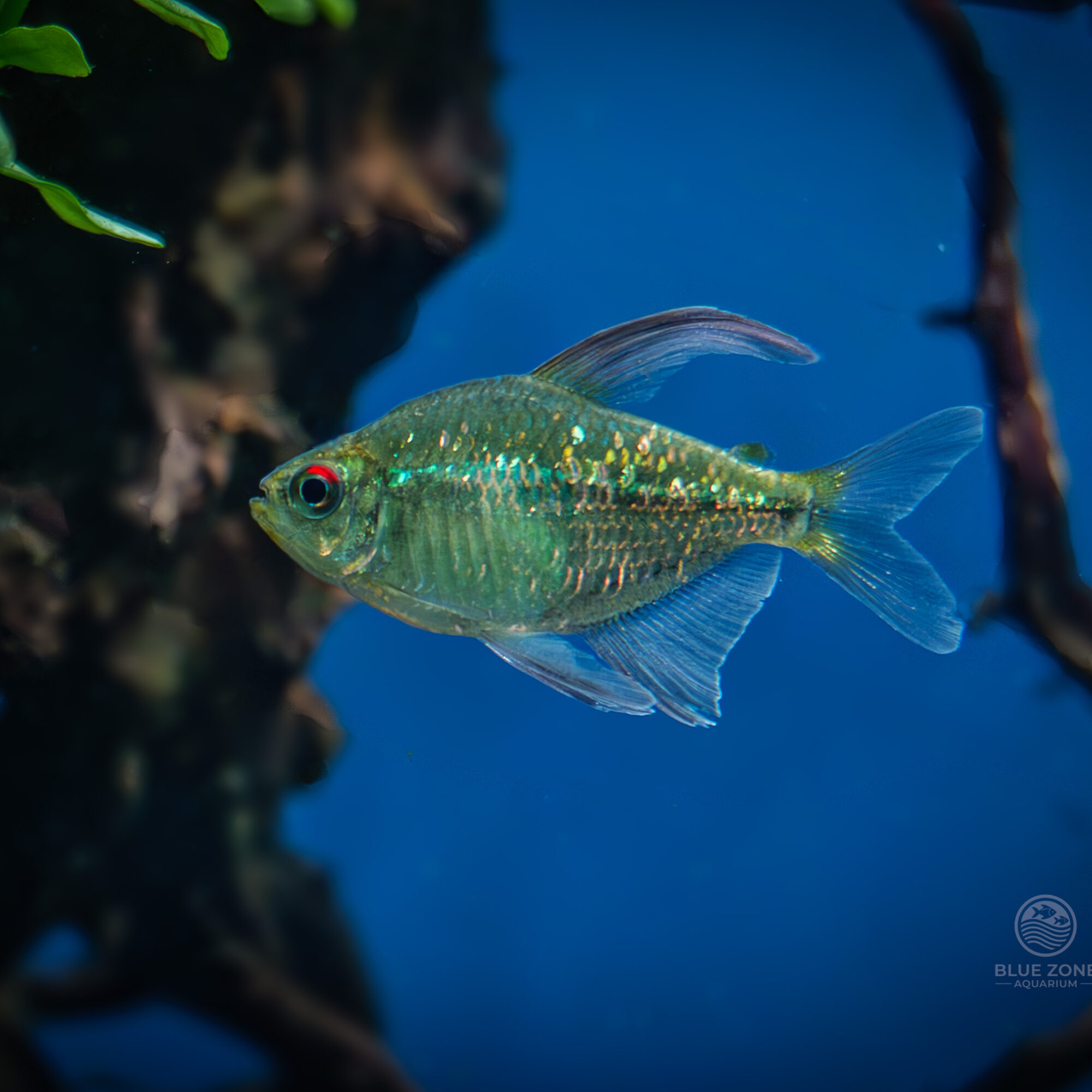Diamond Tetra 3 Pack  (Moenkhausia pittieri)