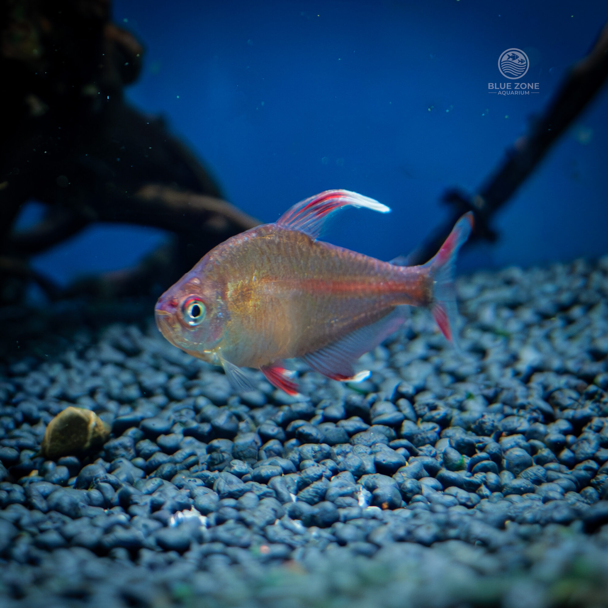 Candy Cane Tetra (Hyphessobrycon hypselopterus)