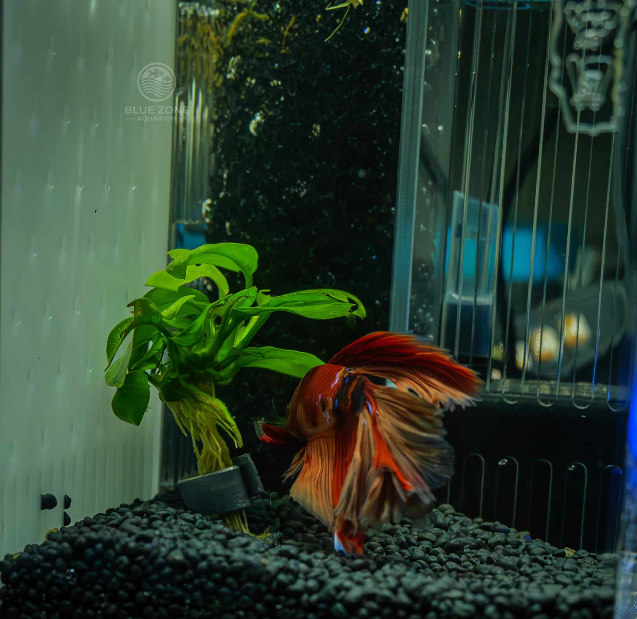 Orange Koi Nemo Betta - Image 2