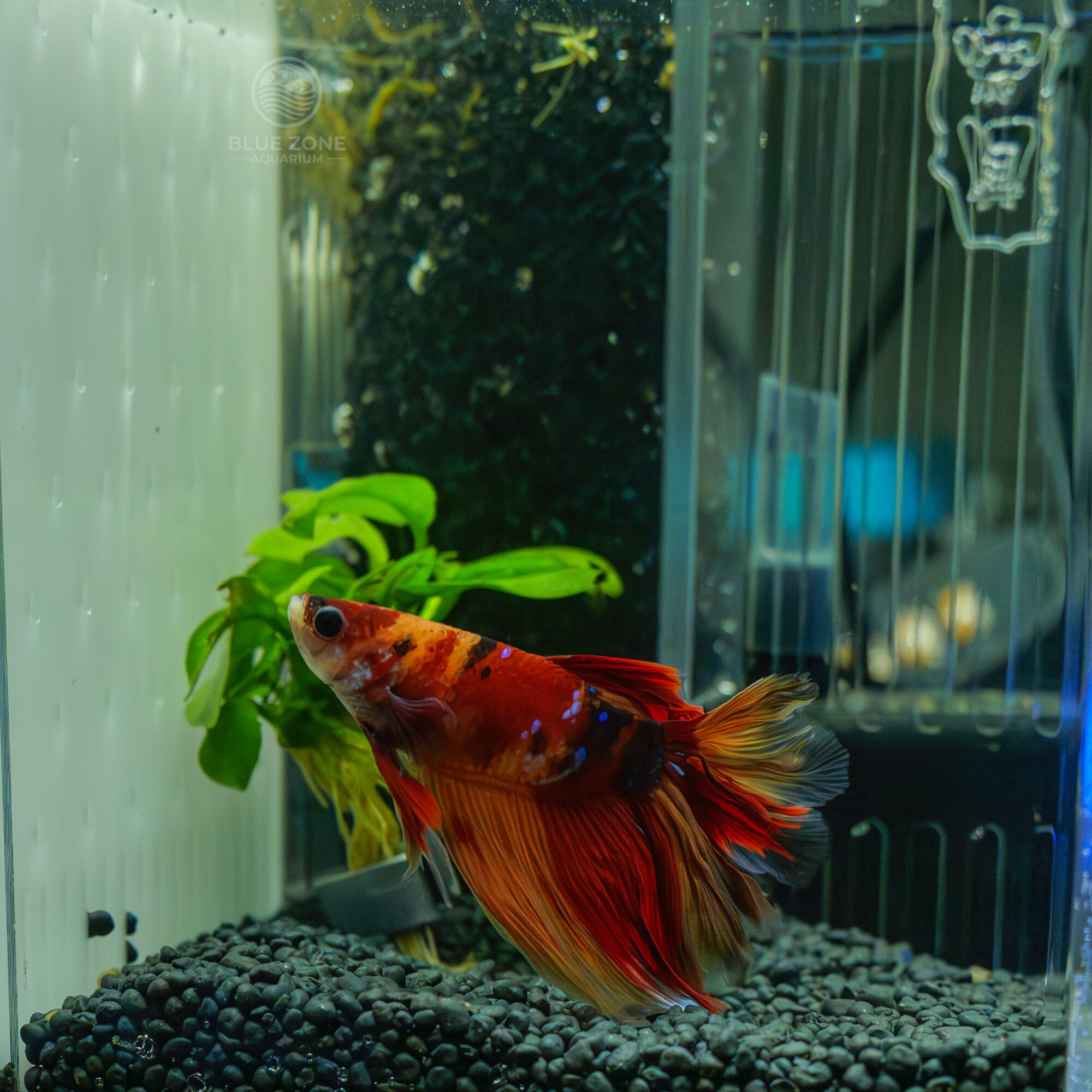 Orange Koi Nemo Betta