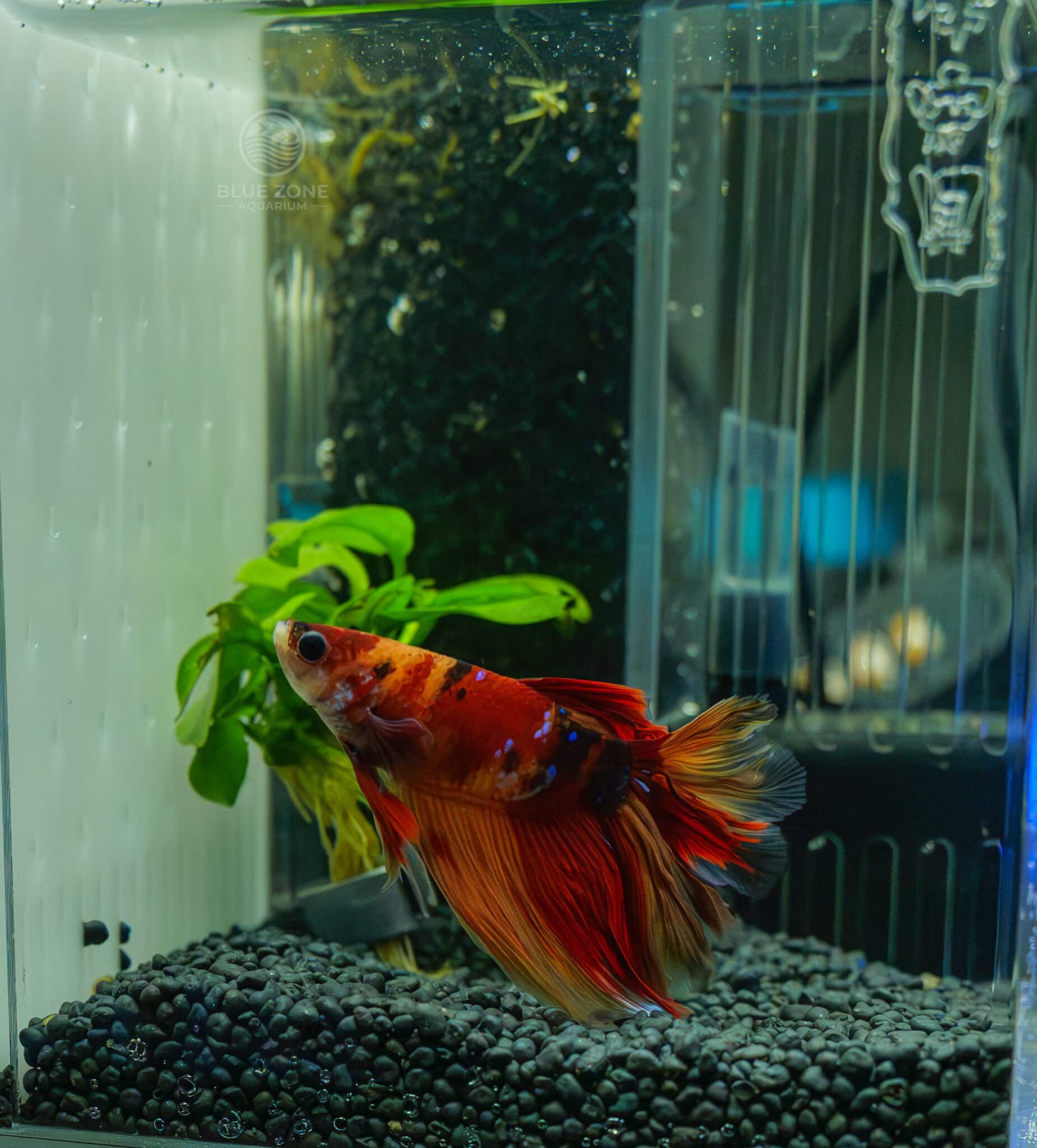 Bright orange koi pattern, clean white patches, long flowing fins, good contrast against the dark substrate