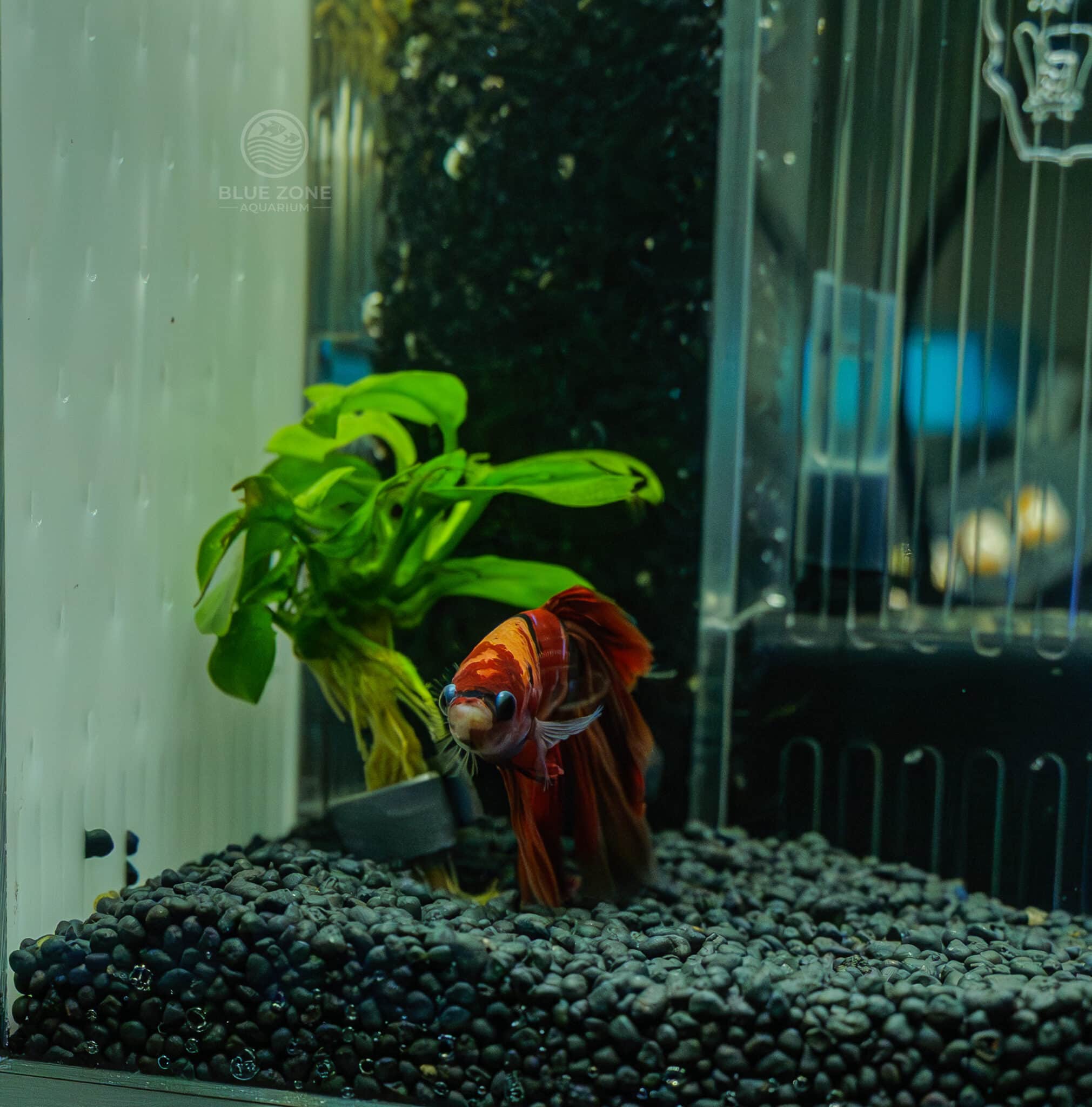 Orange Koi Nemo Betta - Image 3