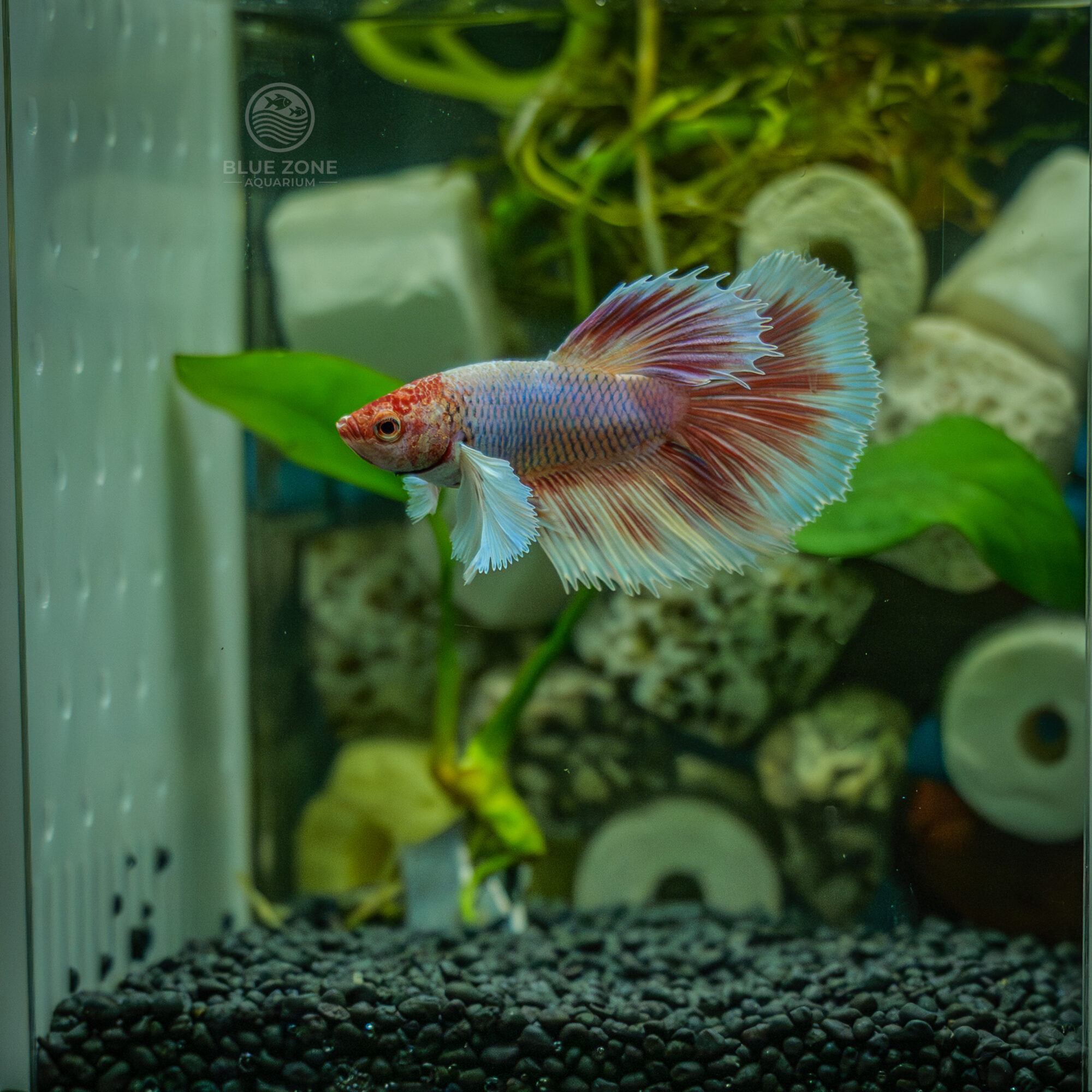 Dumbo Ear Show Betta (Betta splendens – ornamental long-fin variety)