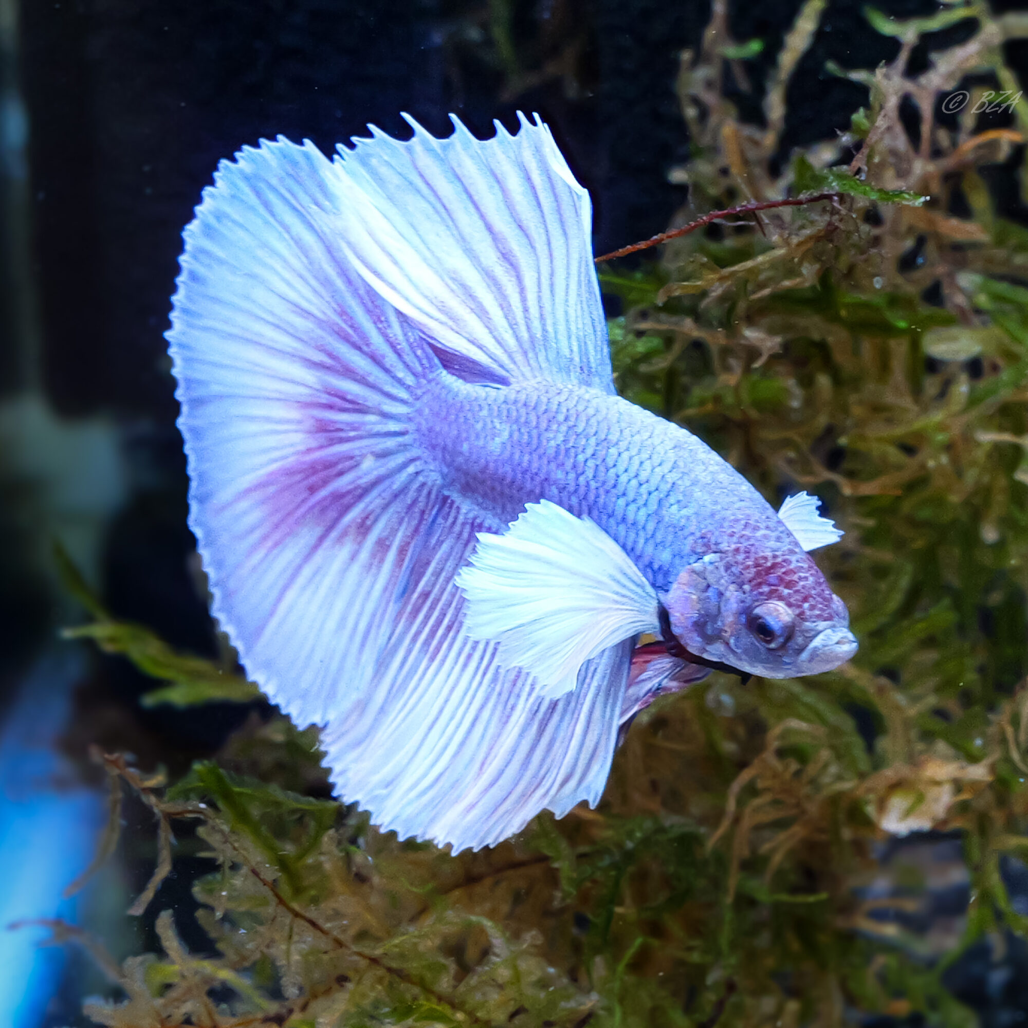 Dumbo Ear Betta – Lavender Ice