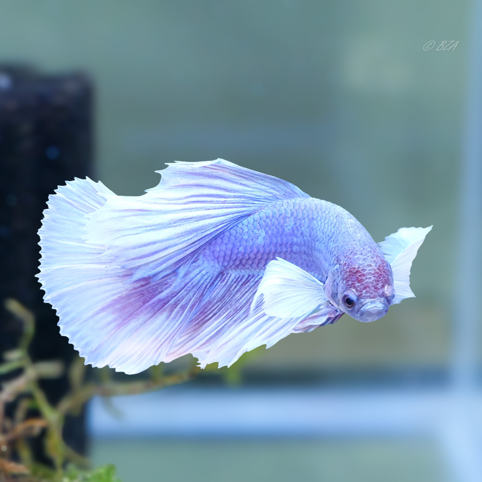 Dumbo Ear Betta
