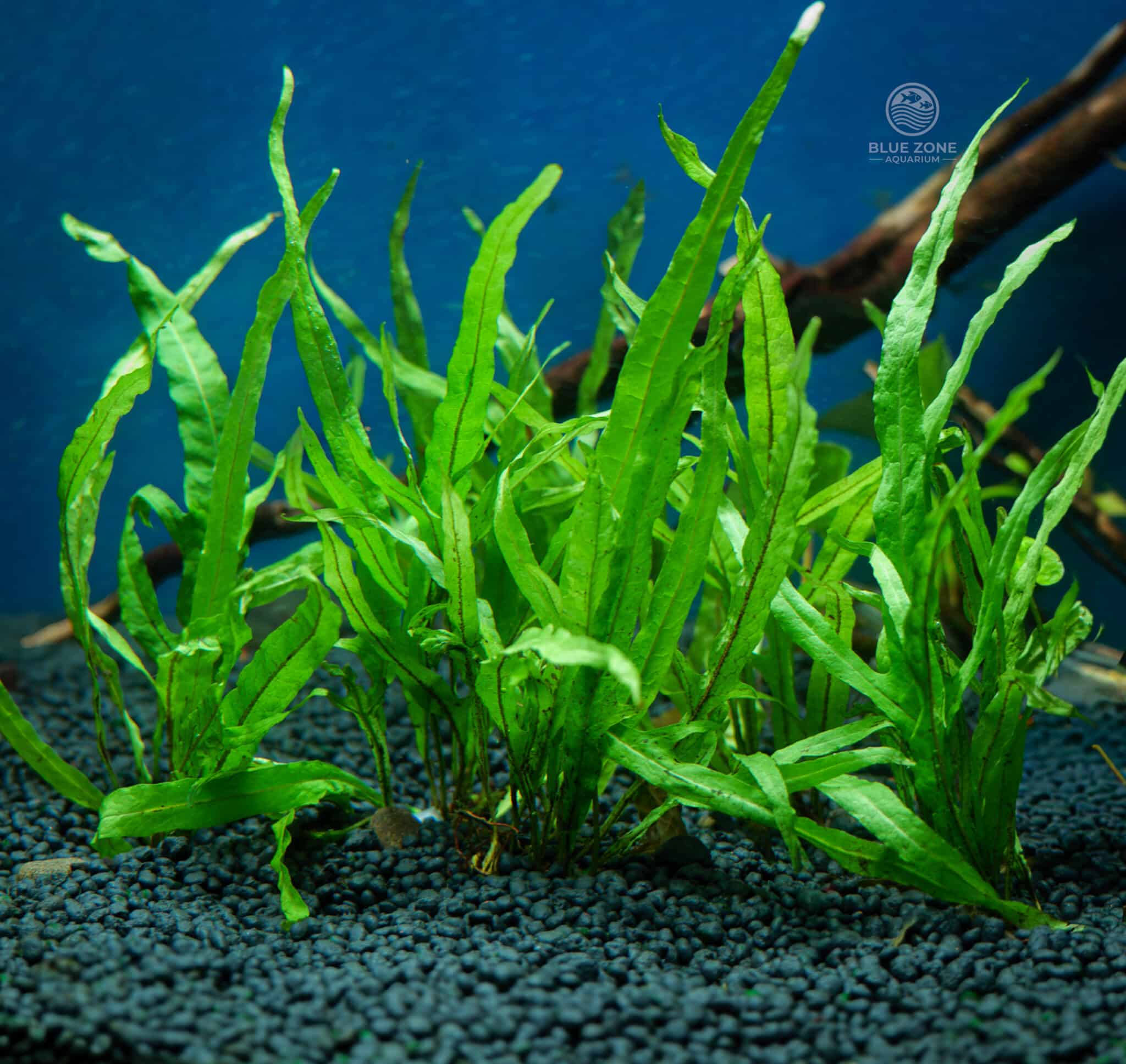 Java Fern ‘Trident’