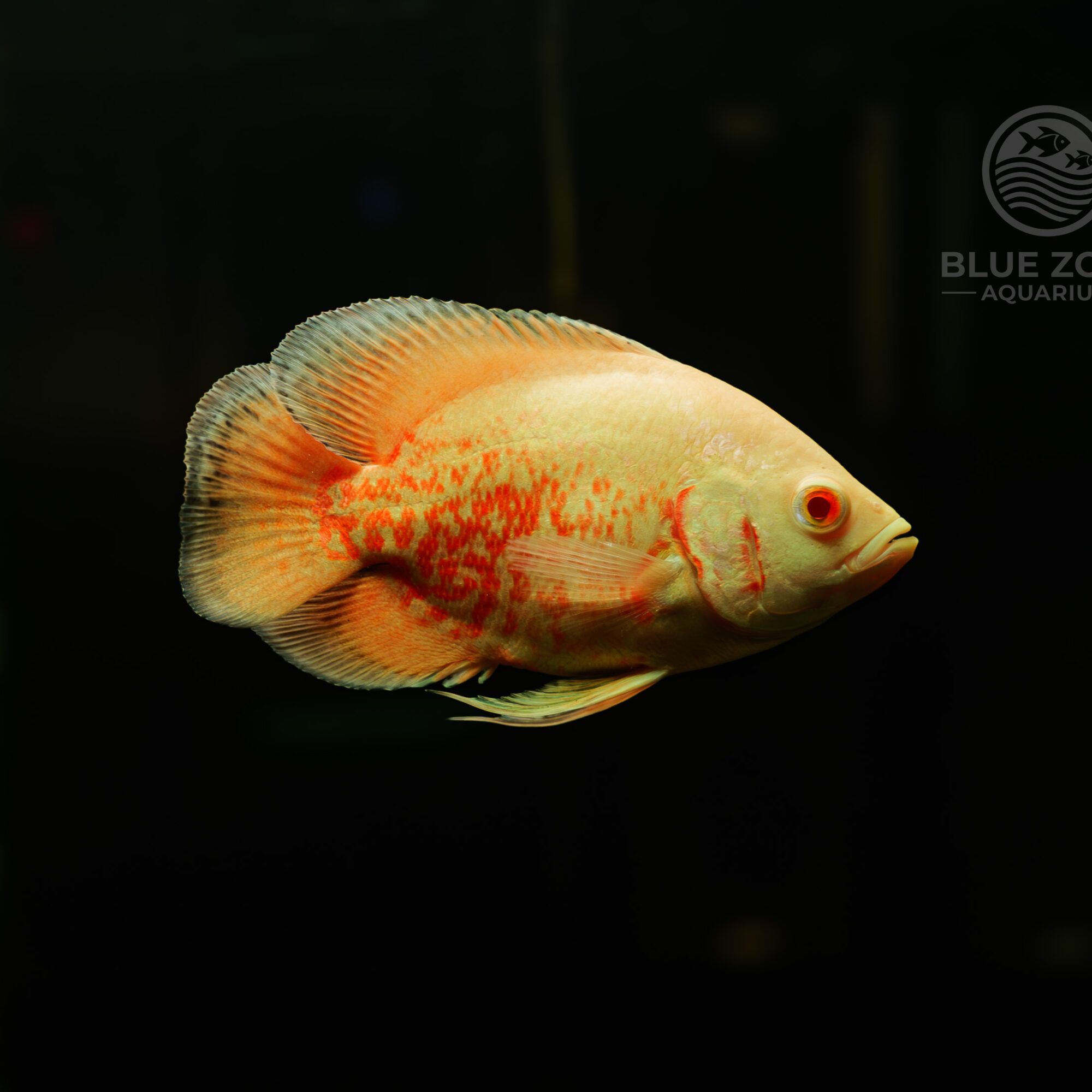 Chili Oscar – Fred