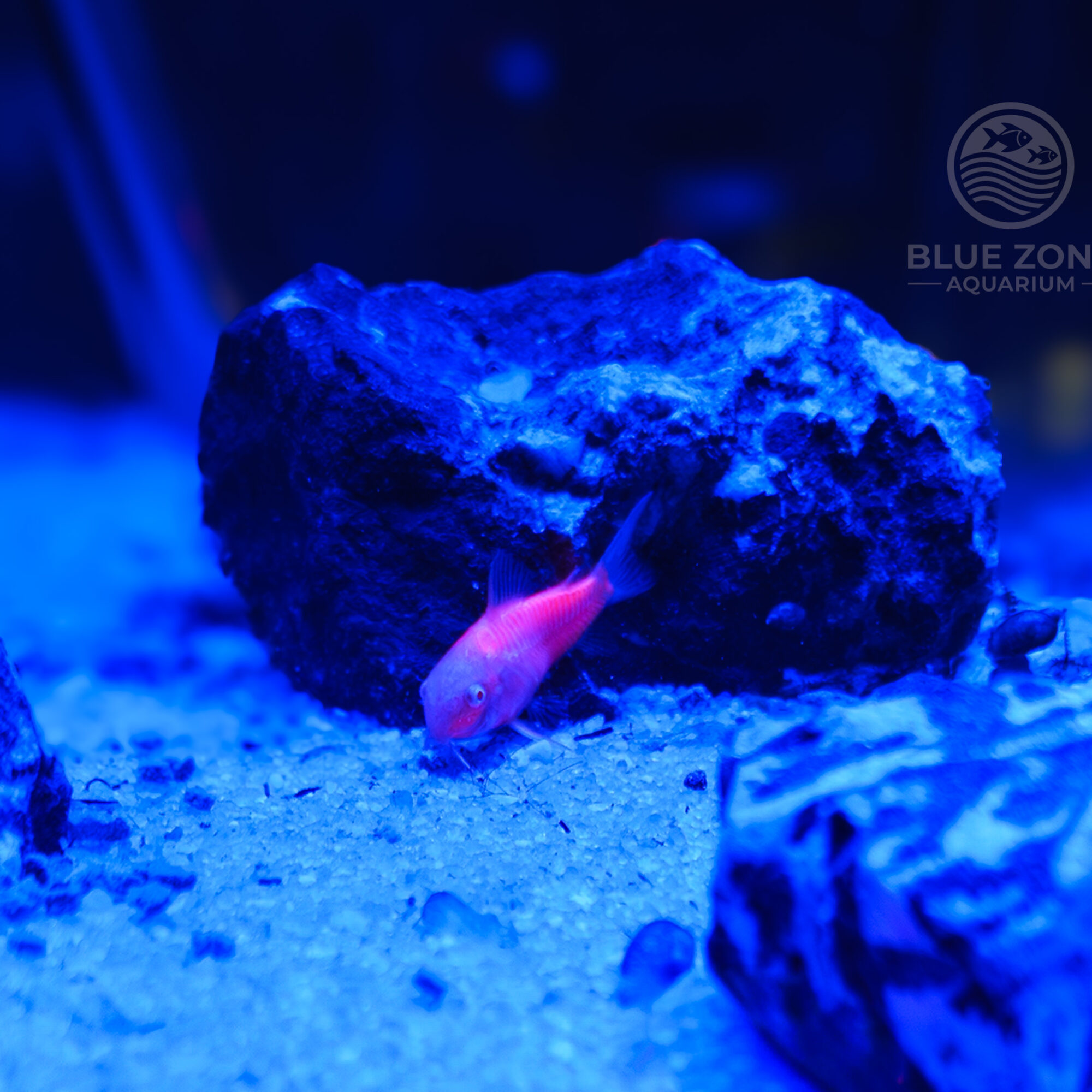 Pink Moonrise Glo Cory Catfish