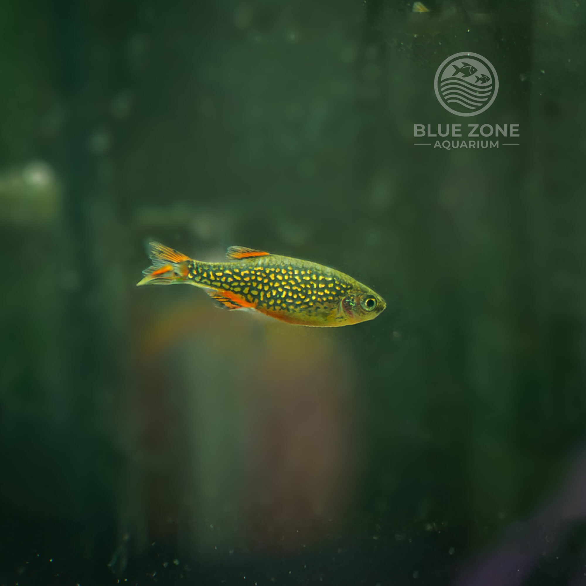 Celestial Pearl Danio (Danio margaritatus)