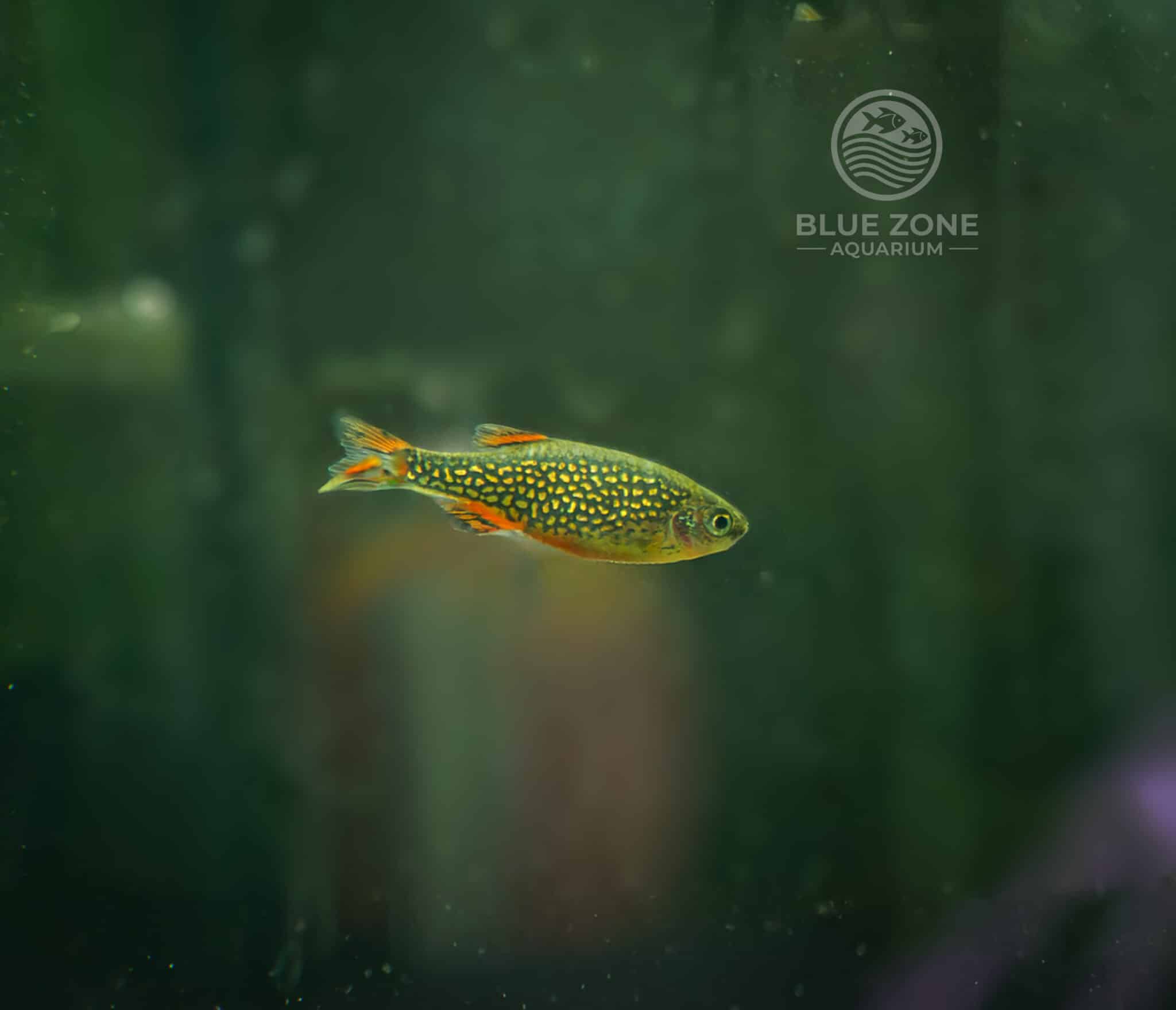 Celestial Pearl Danio (Danio margaritatus) with metallic blue body, pearl-like spotting, and bright red fins swimming against a soft green background