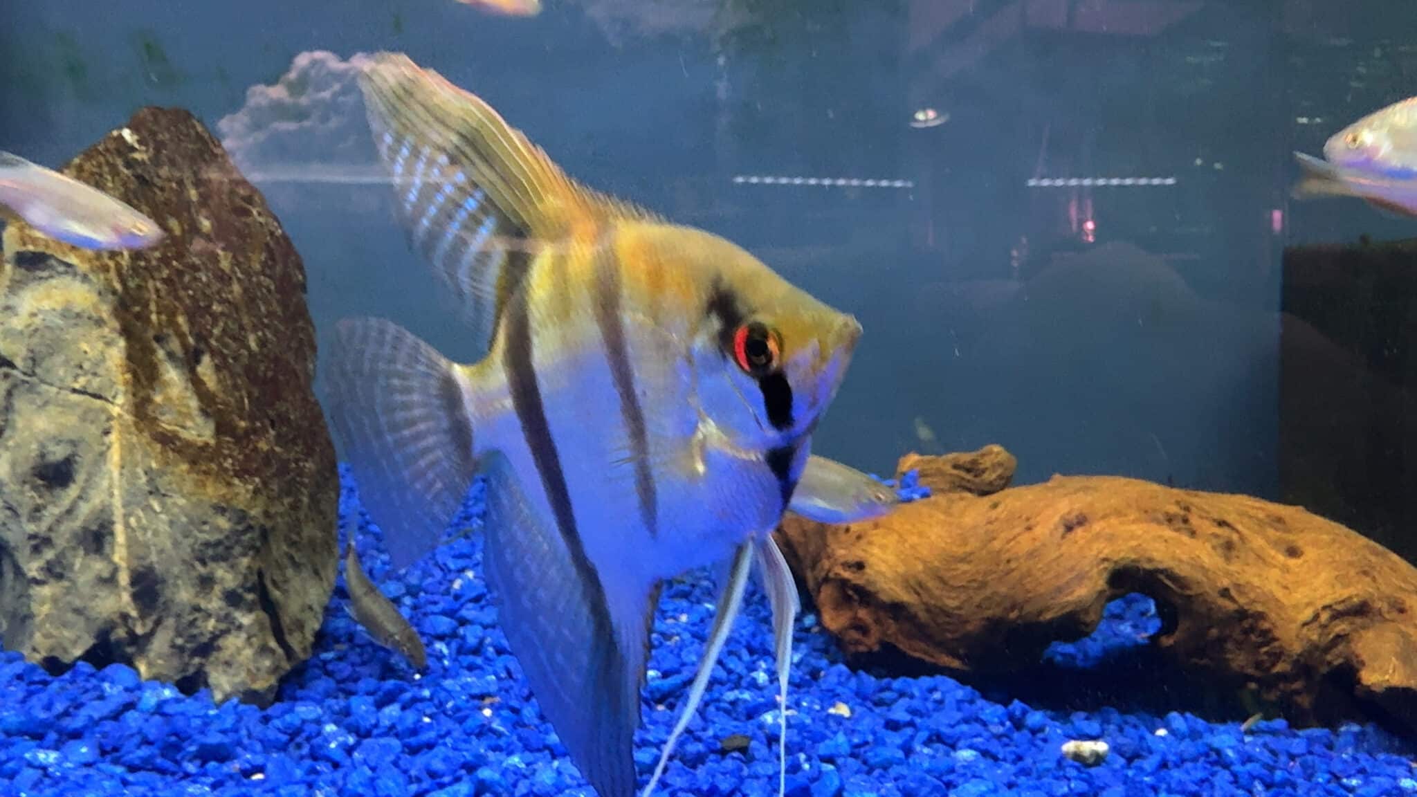 Manacapuru red shoulder angelfish swimming in a freshwater aquarium