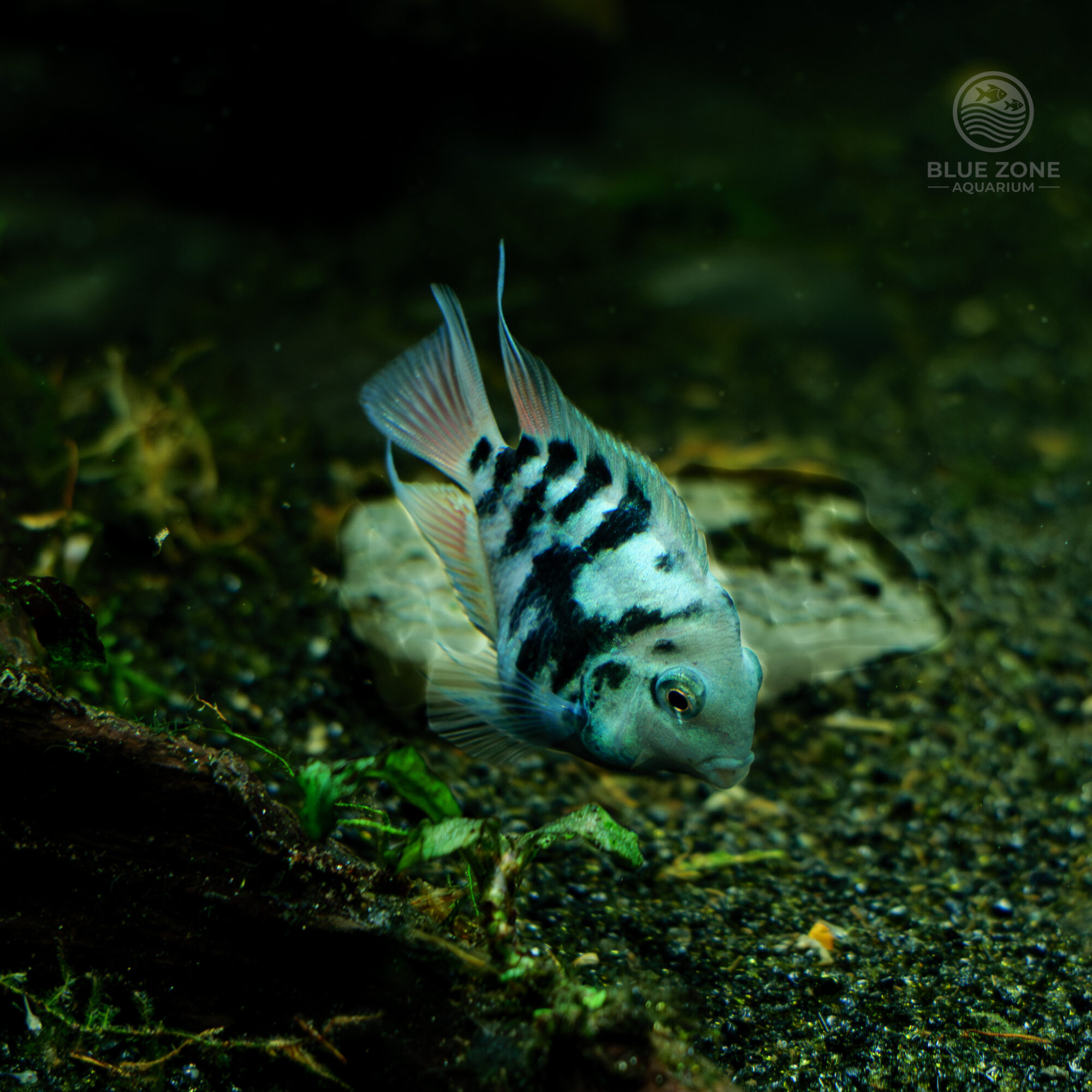 Polar Blue Parrot Cichlid (Amatitlania sp. hybrid)