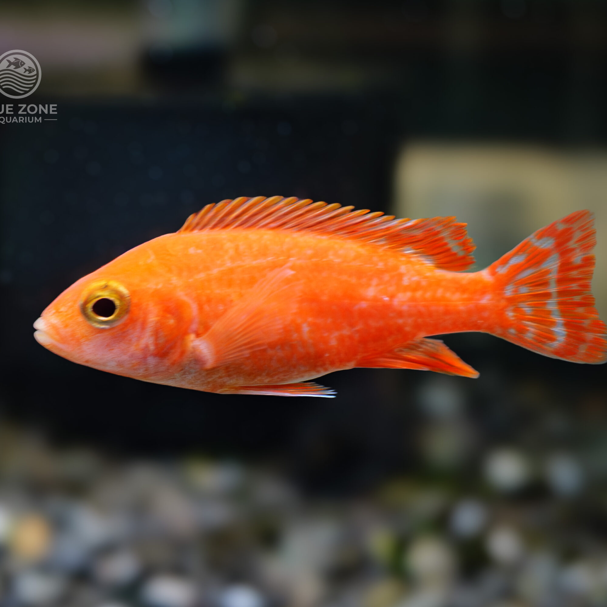 Pink Dragon Blood Peacock Cichlid (Aulonocara Hybrid)