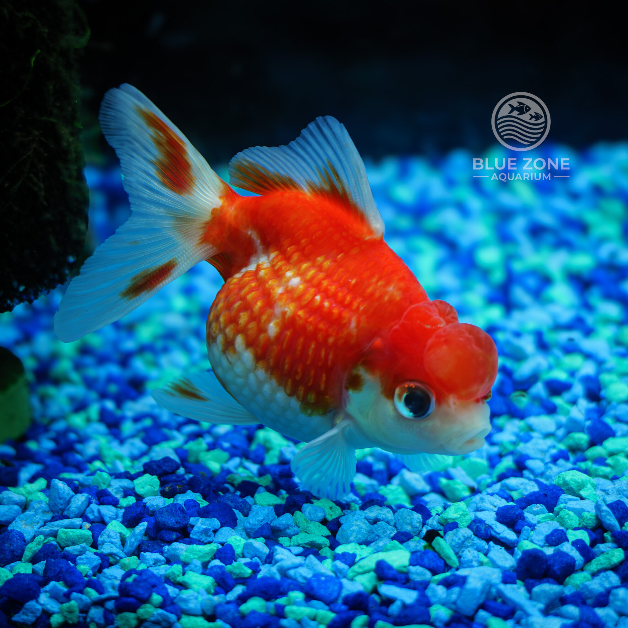 Crown Pearlscale Goldfish (Carassius auratus)