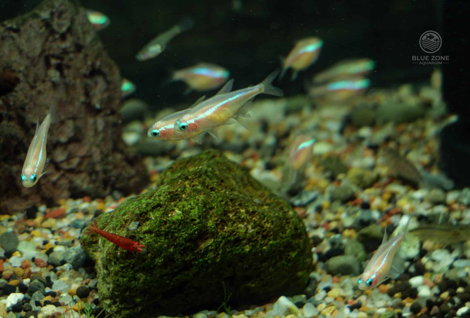 Gold Neon Tetra (Paracheirodon innesi “Gold”) 3 Pack