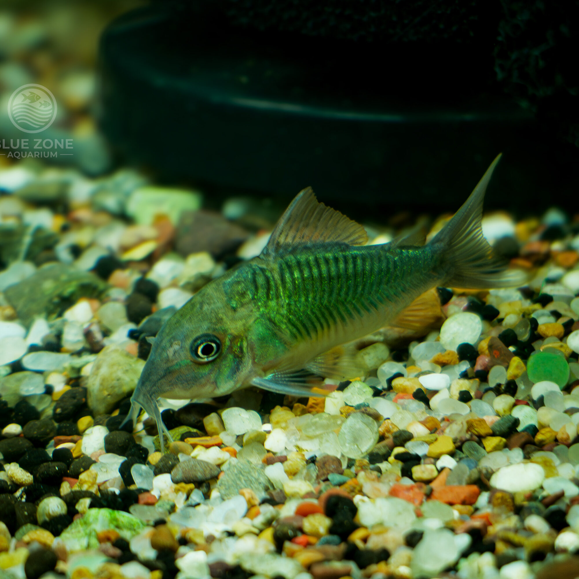 Emerald Corydoras (Corydoras splendens / Brochis splendens)