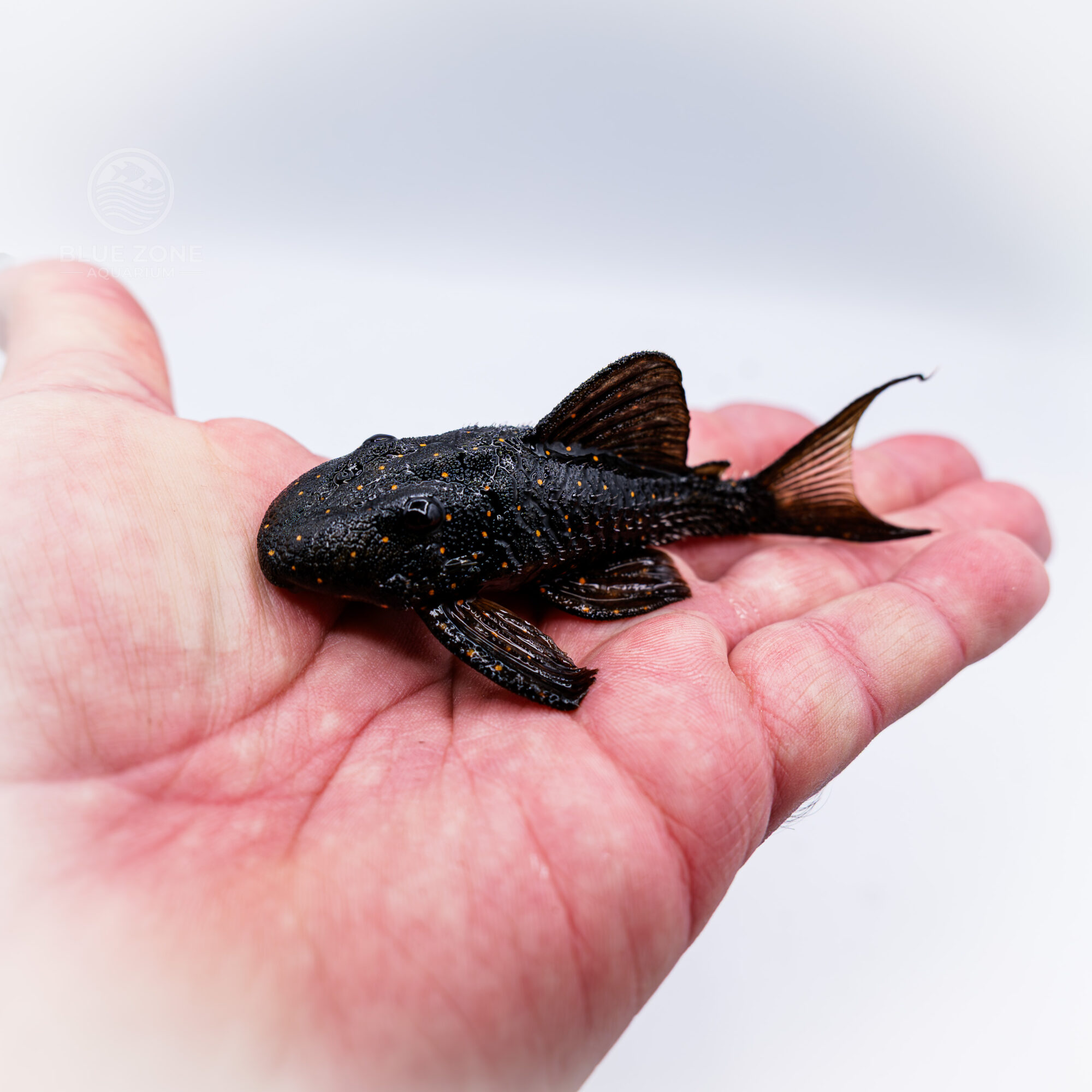 Mustard Spot Pleco (LDA031) – Peckoltia sp.