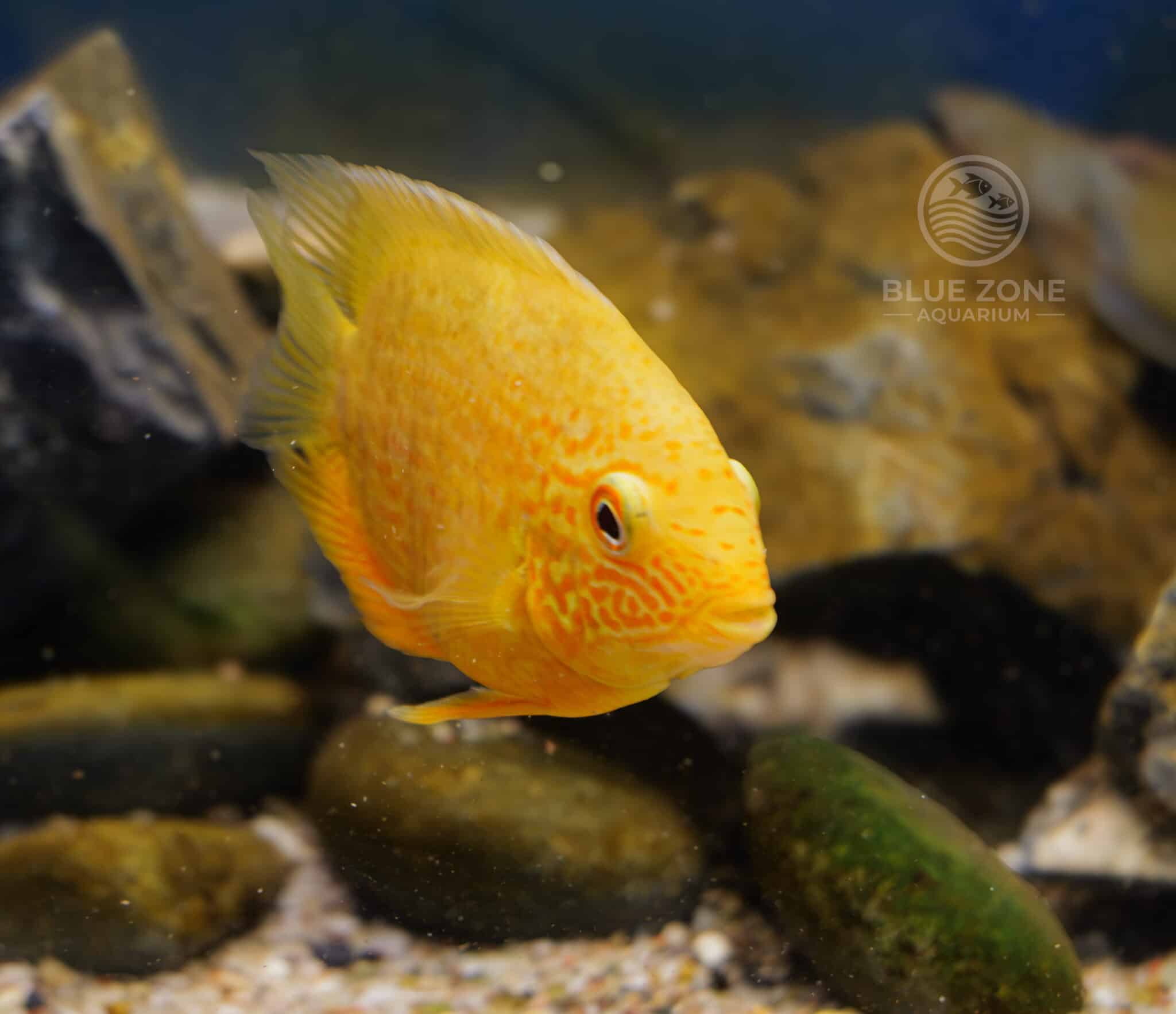 Red Spot Gold Severum facing forward among smooth river stones in freshwater aquarium
