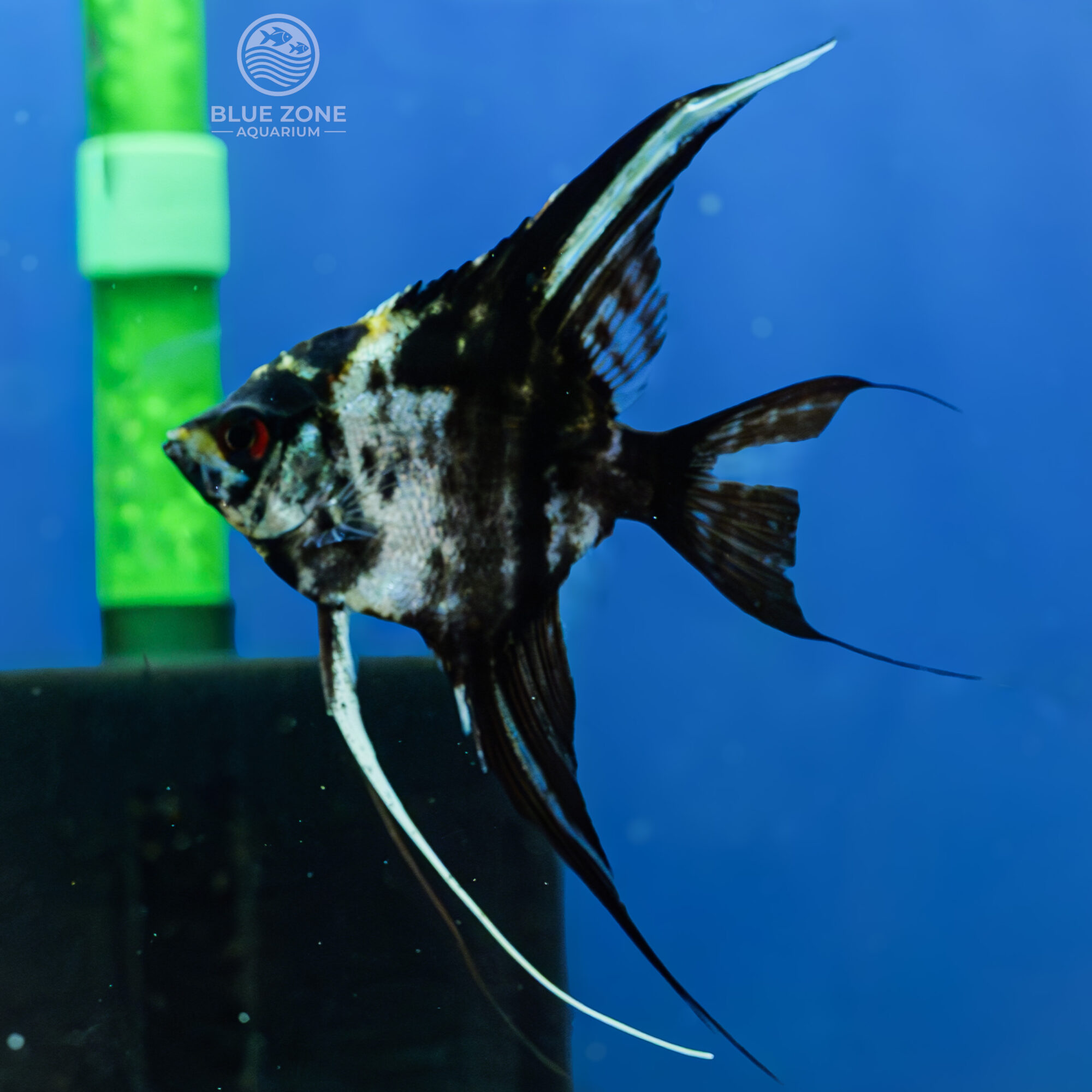 Marble Angelfish (Pterophyllum scalare)