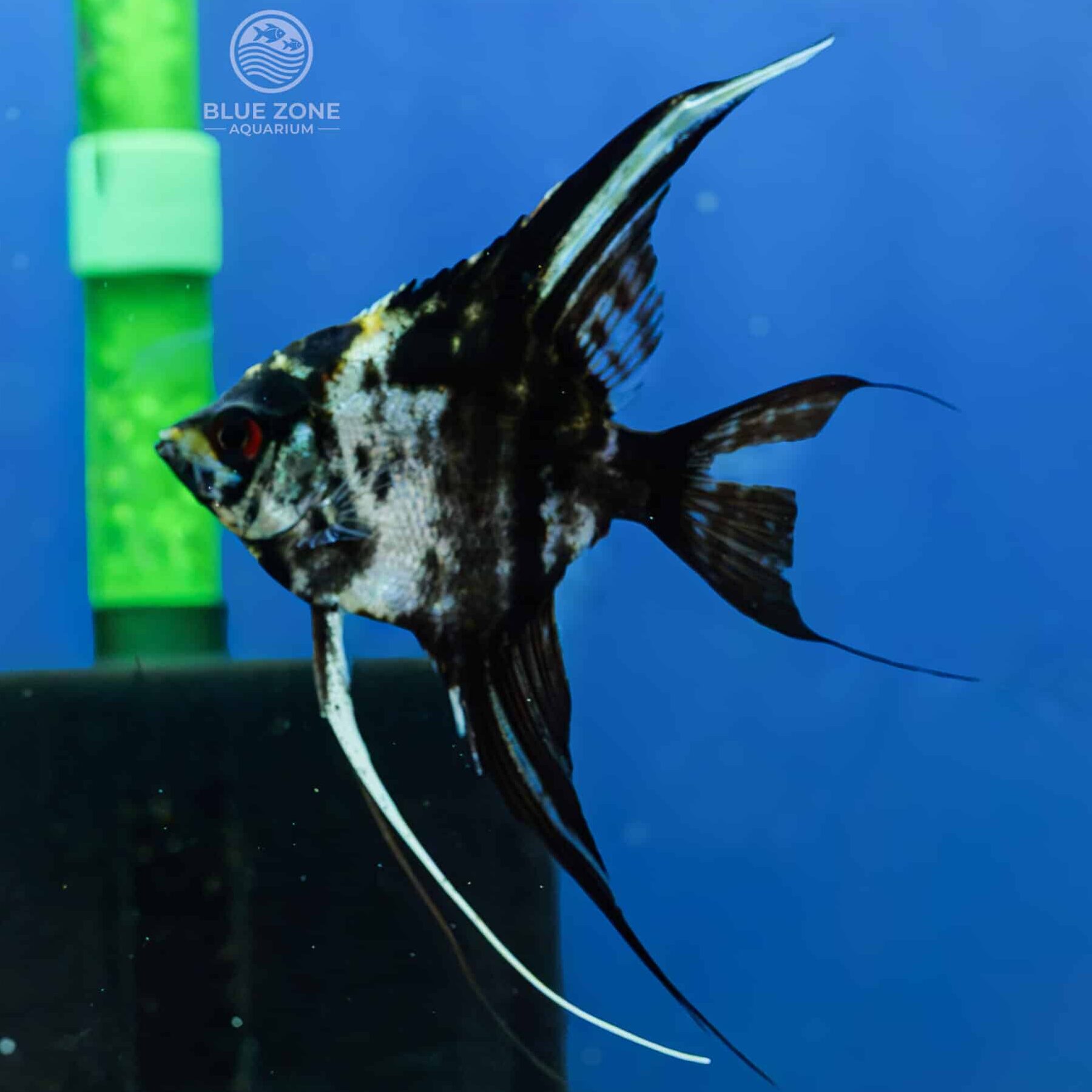 Marble angelfish (Pterophyllum scalare) with bold black and white marbled pattern and long trailing ventral fins swimming in a blue aquarium tank.