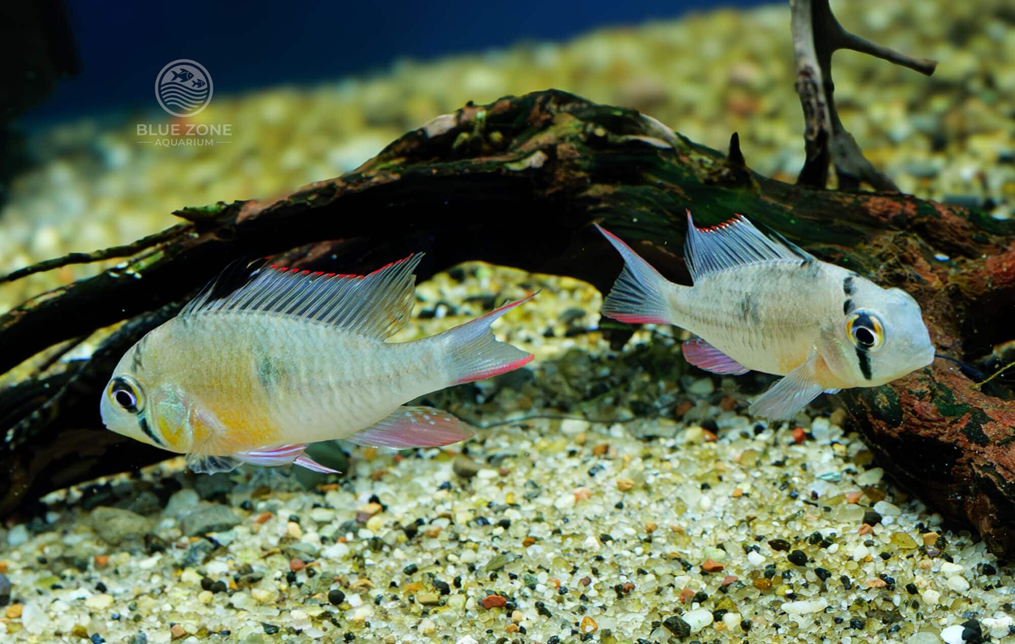Bolivian Ram Pair (Mikrogeophagus altispinosus)