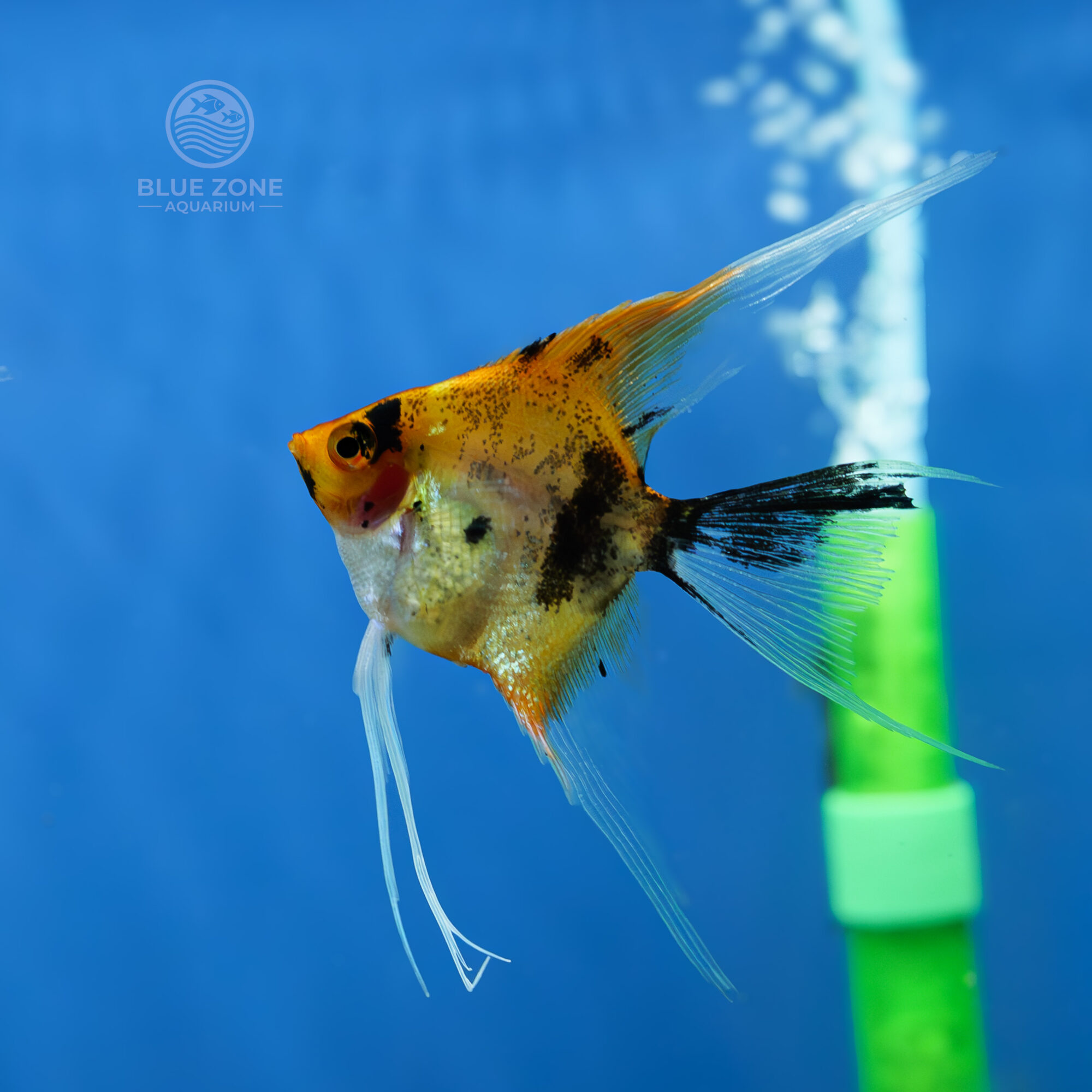 Koi Angelfish (Pterophyllum scalare)